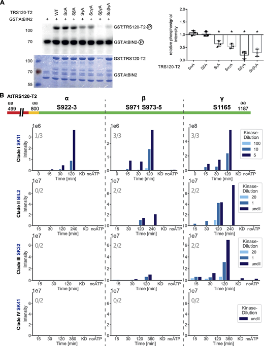 In vitro AtSK kinase assays with TRS120 as bait. (A) In vitro kinase assays using GST:AtBIN2 (69 kDa) and GST:TRS120-T2 (100 kDa). The change of phosphosignal is shown in a representative autoradiograph (upper panel) and the loaded protein amount in the corresponding CBB (Coomassie stain, lower panel). Non-phosphorylatable S to A TRS120-T2 variants were used as negative controls. The means ± SD of phosphosignals were normalized to the protein amount and related to non-mutated TRS120-T2 wild-type control. Note that BIN2 phosphorylated AtTRS120-T2 in vitro, with a preference for wild-type (WT) sequences over non-phosphorylatable AtTRS120-SγA, AtTRS120-SαγA, AtTRS120-SβγA and AtTRS120-SαβγA substrates. n = 3 independent experiments; *: P < 0.05 for significant differences to TRS120-T2 WT (set at 1.0 right panel) determined by using a one sample two-tailed t test. (B) Kinase assays were performed in vitro with mass-spectrometry readout. One member of each shaggy-like kinase clade (AtSKs; see Fig. S3 A) was used with a constant concentration of the TRS120-T2 truncation as substrate. The dilution series of the kinase are depicted in different shades of blue. AtTRS120-T2 has highly (red) and moderately (orange) conserved sequences, as well as plant-specific sequences (green). Three GSK3 sites (referred to as α, β, γ; see Fig. 2 C) can be found in the plant-specific T2 domain. AtSKs in clades I-III differentially phosphorylated the substrate at three GSK3 consensus sites (with a preference for the γ site) in a time-dependent and concentration-dependent manner. A clade IV AtSK did not phosphorylate at all. Samples incubated for 120 min in a kinase buffer without ATP, or samples in which the kinase was heat-inactivated (KD), served as negative controls. The numbers in grey in each plot denote the number of times the phosphorylation event was seen in the given number of independent replicates. Note the higher intensity of the TRS120-Sγ peptide, especially for Clade I/SK11 (1e8 for TRS120-γ versus 1e6 for TRS120-α and TRS120-β on the Y axis). Related to Figs. S2, S3, and S5. Source data are available for this figure: SourceData F4.