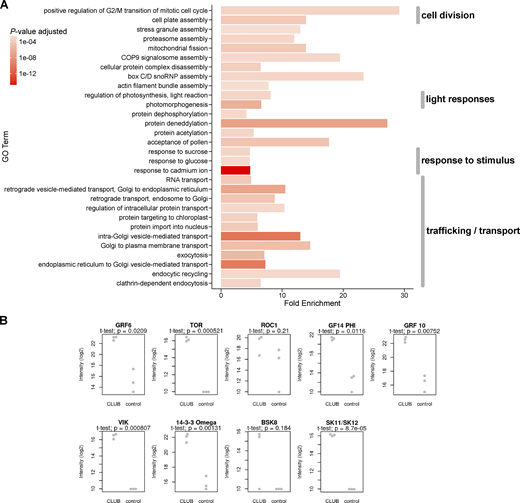 GO term enrichment and selected brassinosteroid signaling components in IP-MS with the TRAPPII-specific CLUB:GFP subunit as bait. Light-grown inflorescences were used (see Fig. 1, B and C; Kalde et al., 2019). As control, the soluble GFP empty vector was used. Three replicates were carried out for the IP-MS experiments. (A) Gene ontology (GO) term enrichment analysis of the TRAPPII interactome. Depicted are highly abundant (fold enrichment ≥4) and significant (FDR-adjusted P value ≤0.003) GO term associations of biological processes of level 0. The length of each bar corresponds to the fold enrichment of GO terms associated with detected proteins, while the color intensity indicates the significance given as the P value adjusted for the false discovery rate (FDR). The GO term enrichment analysis was carried out with high-confidence interactors (intensity ratio >8 and P value ≤0.02; see Fig. 1 B). Note that the majority of GO terms are associated with trafficking and transport (12/30). GO terms associated with response to stimulus, light responses, and cell division were also enriched. (B) Individual intensity-based absolute quantification (iBAQ) values in log2 scale of brassinosteroid-related proteins (highlighted in Fig. 1 C) found in each CLUB:GFP IP-MS replicate. Selected brassinosteroid-related proteins were differentially enriched over light- versus dark-grown seedlings in a different IP-MS experiment. Dots clustered at the bottom of the graphs represent peptides that were not detected (or detected as very low intensity) in the sample. P values were obtained using the Welch’s t test. Related to Fig. 1, and Table S1. Refer to the image caption for details.