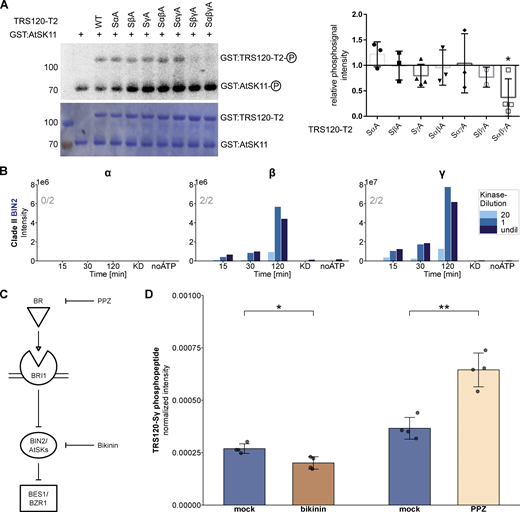 In vitro and in vivo evidence for TRAPPII phosphorylation by AtSKs. (A) In vitro kinase assays using GST:AtSK11 (72 kDa) and GST:TRS120-T2 (100 kDa). The change of phosphosignal is shown in a representative autoradiograph (upper panel) and the loaded protein amount in the corresponding CBB (Coomassie stain, lower panel). Non-phosphorylatable S to A TRS120-T2 variants were used as negative controls. The means ± SD of phosphosignals were normalized to the protein amount and related to non-mutated TRS120-T2 wild-type control. Note that AtSK11 phosphorylated AtTRS120-T2 in vitro, with a preference for wild-type (WT) sequences over non-phosphorylatable AtTRS120-SαβγA. n = 2–4 independent experiments; *: P < 0.05 for significant differences to TRS120-T2 WT (set at 1.0 right panel) determined by using a one sample two-tailed t test. (B) In vitro kinase assay with mass-spectrometry readout using BIN2 as kinase and TRS120-T2 truncation as substrate. Dilution series of the kinase are depicted in different shades of blue. BIN2 phosphorylated the β and γ site of TRS120 with a preference for the γ site (1e7 for TRS120-γ versus 1e6 for TRS120-β on the Y axis). Samples incubated for 120 min in a kinase buffer without ATP, or samples in which the kinase was heat-inactivated (KD), served as negative controls. The numbers in gray in each plot denote the number of times the phosphorylation event was seen in the given number of independent replicates. (C) Bikinin is an inhibitor of shaggy-like kinases (AtSKs), whereas PPZ is a BR biosynthesis inhibitor that relieves BR-mediated BIN2 inhibition. (D) Impact of the pharmacological inhibitors bikinin and PPZ on the TRS120 phosphorylation status in vivo. IP-MS was carried out on light-grown TRS120:GFP seedlings treated with bikinin, PPZ, or the respective mock-controls. The phosphorylated peptides were further analyzed via Skyline (MacLean et al., 2010). Normalized intensities were calculated as the ratio of the TRS120-Sγ phosphopeptide intensity over the sum of all TRS120 peptide intensities found in the respective experiment. The extent of phosphorylation at the TRS120-γ site was significantly decreased by bikinin. In contrast, PPZ treatment increased the phosphorylation of the TRS120-Sγ peptide in vivo. P values were computed with a two-tailed Student’s t test (*: P < 0.05; **: P < 0.01). Mean ± SD of four replicates are shown for the control and treatment. Related to Figs. 2, 3, and 4. Source data are available for this figure: SourceData FS5. Refer to the image caption for details.
