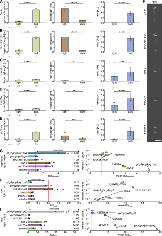 Light responses in bin2-3bil1bil2, trappii, and echidna mutants. Seedlings were germinated on ½ MS in the light or dark. (A) Col-0 (wild type). (B) BR signaling mutant bin2-3bil1bil2 triple knockout (from Kalbfuß et al., 2022). (C)club-2, a null trappii allele. (D)trs120-4, a null trappii allele. (E) Null echidna allele, impaired in TGN structure and function. At least three experiments were performed for each line, and a representative one is shown here on the basis of RQ and P values. (F) Representative images of light-grown seedlings of Col-0 (wild type) and mutants shown in A–E. Dotted lines mark the hypocotyl-root junction, whereas arrows point to the end of the root. For corresponding dark-grown seedlings see Fig. 5 F. Scale bar is 1 cm. (G–I) Response quotients (RQ, left) and volcano plots (right) of (G) the hypocotyl, (H) the root, and (I) the hypocotyl/root ratio responses to light versus dark. RQs are normalized to the wild-type quotient; a value of 1 (vertical red line) indicates that the response to a shift from light to dark is identical to that of the respective wild-type ecotype. Each replicate is represented by a dot. Volcano plots show the mean RQ depicted on the X axis and the P value of the response on the Y axis (negative log scale; a median of all replicates was used). trappii mutants trs120-4 and club-2, the TGN mutant echidna and the higher order light perception null mutant phyAphyBcry1cry2 show a severely attenuated etiolation response (mean RQhypocotyl and mean RQratio >> 1.2 as well as RQroot << 0.8). Note that due to the opposite adaptations of the hypocotyl and root from light-to-dark conditions (increase in hypocotyl, decrease in root length and therefore increased hypocotyl/root ratio), the respective thresholds for attenuated responses are opposite (Fig. S9, G and I, compared with Fig. S9 H). The number (n) of seedlings measured per condition is in gray below the mean ± SD bar graphs. P values were computed with a two-tailed Student’s t test (*: P < 0.05; **: P < 0.01; ***: P < 0.001; ****: P < 0.0001; *****: P < 0.00001). Ecotypes are described in Table S2. All data points for A–E are shown in Fig. S7. Related to Fig. 5.