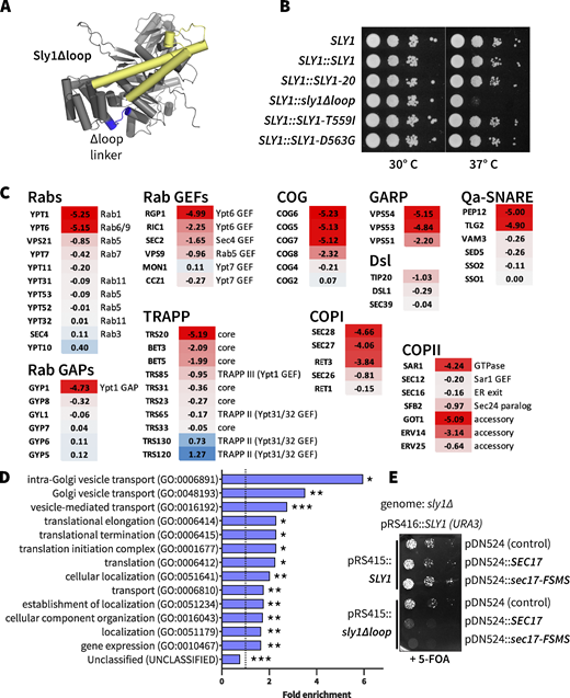 The Sly1 regulatory loop has a positive function in vivo. (A) AlphaFold2 rendering, showing the location of Sly1 loop replacement with engineered linkers (blue). Sequences of the linker insert designs, and growth phenotypes of the corresponding mutants are presented in Table S2. The domain 3a SNARE assembly template is shown in yellow. (B) The sly1∆loop mutant is temperature-sensitive for growth. Dilutions of liquid cultures were spotted as 10× serial dilutions onto YPD agar plates and incubated for 2 days at 30° or 37°C. These are knock-ins at the genomic SLY1 locus, in the Y8205 strain background used for SGA analysis. (C) Selected SGA results. Genes exhibiting synthetic interactions with sly1∆loop are shown. Scores indicate loge synthetic growth defects (red) or intergenic suppression (blue). A score of −4.6 indicates a 100× synthetic growth defect. Complete SGA results are presented in Data S1. (D) Gene Ontology Overrepresentation Test of the sly1∆loop SGA dataset. Genes with loge synthetic defect scores less than or equal to −0.5 were included in the analysis. Bars show all GO-Slim Biological Process categories with statistically significant enrichment scores (*P < 0.05; **P < 10−2; ***P < 10−6). P values were calculated using Fisher’s exact test and adjusted for multiple comparisons (Bonferroni’s correction; count = 732). Additional details are presented in Data S1. (E)SEC17 overproduction is toxic in cells expressing sly1∆loop. sly1∆ mutant cells were maintained with a counterselectable SLY1 balancer plasmid and transformed with single-copy plasmids bearing either SLY1 or sly1∆loop, as well as plasmids carrying SEC17 or sec17-FSMS (Schwartz and Merz, 2009). The balancer plasmid was ejected by plating dilutions on media with 5-FOA and growth was assayed after 2 days of growth at 30°C.