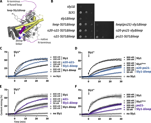 Appending the Sly1 loop to the amino terminus of Sly1∆loop partially restores function. (A) Chimeric constructs were prepared with different fragments of the Sly1 loop appended to the N-terminus of Sly1 via a short, flexible linker (see Table S3 for details). Mutants designated pα21 had the five polar substitutions in the appended loop as described in Fig. 6 C. (B) The loop-Sly1 mutants were expressed from the native SLY1 promoter on single-copy plasmids. Growth of a sly1∆ strain was assessed in the presence of the indicated constructs following ejection of a SLY1 balancer plasmid by plating on media containing 5-FOA. (C–F) Fusion driven by mutants with fragments of the loop (C and E) or polar derivatives of the same fragments (D and F). Points show mean ± SEM of three independent experiments; in many cases the error bars are smaller than the symbols. Gray lines show least-squares nonlinear fits of a second-order kinetic model.