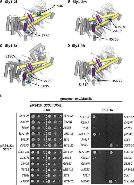 Some SLY1 alleles require multiple substitutions to suppress the lethal uso1∆ phenotype. (A–D) Locations of amino acid substitutions in four representative SLY1 alleles recovered in our screen. (E) Growth phenotypes show that most single substitutions are unable to suppress the loss of Uso1. Many of the same single mutants suppress the loss of Ypt1 (see Table S1). The multisite allele SLY1-5c, although retrieved in our primary screen, was unable to suppress the uso1∆ allele in secondary screening.