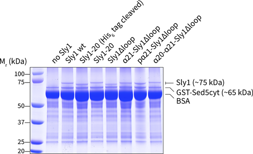 Association of Sly1 and its variants with immobilized GST-Sed5. Binding reactions were set up as in Fig. 9 with the indicated Sly1 variants (80 pmol per 500 µl reaction) and GST-Sed5 cytoplasmic domain immobilized on glutathione-agarose (GST-Sed5Cyt; 150 pmol added to beads per reaction). The binding and wash buffer contained 10 mg/ml BSA. After sedimenting and washing the beads, proteins in the pellet were eluted with SDS-PAGE sample buffer, separated on 10% polyacrylamide gels, and stained with Coomassie blue. Source data are available for this figure: SourceData FS5. Refer to the image caption for details.