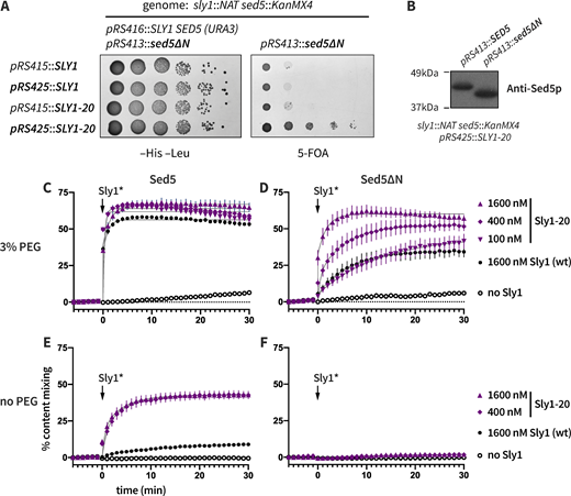 Sly1-20 can bypass either loss of Sed5 N-peptide or deficient tethering, but not both. (A) In vivo lethality of sed5∆N is suppressed by SLY1-20 expressed from a multiple-copy plasmid (pRS425) but not from a single-copy plasmid (pRS415). Growth assays were performed as in Fig. 1; a more extensive set of controls is presented in Fig. S1. (B) In the presence of high-copy Sly1-20, the abundance of Sed5∆N is similar to that of wild-type Sed5. Cell extracts were prepared and analyzed by immunoblotting with anti-Sed5 antiserum. (C–F) Reactions were set up with RPLs, Sec17, Sec18, Mg2+·ATP, and 3% (C and D) or 0% (E and F) PEG. Q-SNARE liposomes bore either wild-type Sed5 (C and E) or Sed5∆N (D and F). The reactions were incubated for 5 min and fusion was initiated by adding Sly1 or Sly1-20 at t = 0. Points show mean ± SEM of at least three independent experiments. Gray lines show least-squares fits of a second-order kinetic function. Source data are available for this figure: SourceData F2.