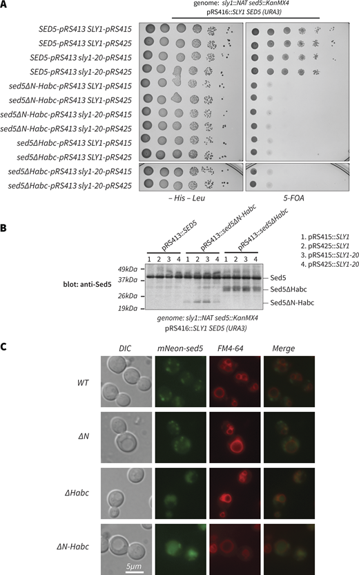 The Sed5 Habc domain is essential in vivo and necessary for correct Sed5 localization. (A) sed5 alleles encoding variants lacking the Habc domain do not support viability, even in the presence of high-copy SLY1-20. (B) In cells expressing wild-type Sed5, Sed5∆Habc, and Sed5∆N-Habc variants are produced in vivo and migrate at the expected sizes. The strains shown in A were grown in –His –Leu media. Whole-cell lysates were prepared, fractionated on SDS-PAGE, and analyzed by immunoblot with anti-Sed5. Note that the anti-Sed5 antibody is polyclonal. Consequently, band intensities for a given Sed5 variant can be used to infer relative abundance. However, the band intensities cannot be used to infer the relative abundance of different Sed5 constructs. (C) Subcellular localization of Sed5* variants. Cells expressing both wild-type Sed5 and the indicated mNeon-Sed5* variants were labeled with the vital dye FM4-64 (which marks the vacuolar lysosome), and then examined using Nomarski differential interference contrast (DIC) and epifluorescence. Wild-type Sed5 and Sed5∆N exhibited a punctate localization not overlapping with FM4-64. This is consistent with Golgi localization at a steady state. In contrast, Sed5∆Habc and Sed5∆N-Habc colocalized with FM4-64, consistent with a prevacuolar or vacuolar localization, and appeared to be in the vacuole lumen rather than on the vacuole limiting membrane. Source data are available for this figure: SourceData FS2. Refer to the image caption for details.