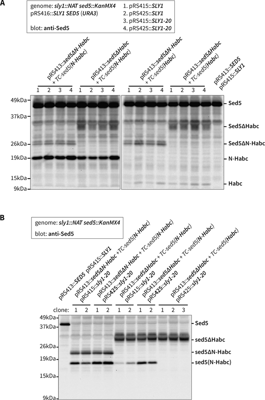 Coexpression of mutant Sed5 proteins and N-terminal Sed5 fragments. Whole-cell lysates from the indicated strains were prepared, separated by SDS-PAGE, and immunoblotted with anti-Sed5. A shows expression in strains containing a counter-selectable SLY1 SED5 balancer plasmid. Panel B shows expression in strains harboring SLY1-20 on single-copy (pRS415) or multicopy (pRS425) plasmids following the ejection of the SLY1 SED5 balancer plasmid. Source data are available for this figure: SourceData FS8.