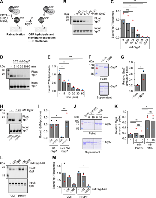 Gyp7 requires a distinct membrane environment for efficient GAP activity. (A) Overview of the GDI extraction assay. 250 μM liposomes with VML composition are preloaded with 0.6 μM Ypt7-GDI complex in the presence of 3.75 mM EDTA and 125 μM GTP. The nucleotide binding is stabilized by addition of 7.5 mM MgCl2. Incubation with the GAP Gyp7 triggers GTP hydrolysis. GDI extracts inactivated Ypt7 from liposomal membranes. Liposomes with bound Ypt7 are floated in a sucrose gradient and separated from unbound protein. Floated membrane fractions and inputs were analyzed by western blotting (see Materials and methods). (B) Ypt7 inactivation increases with the concentration of Gyp7. Assay was performed as in A. Reactions were incubated with different amounts of Gyp7 for 1 h. Control reaction contained no Gyp7. 40% of the float was analyzed together with 3% input by western blotting using an anti-Ypt7 antibody. (C) Quantification of bound Ypt7 to liposomes in B. Band intensity of Ypt7 signal in float was measured in Fiji and compared with input. Reactions containing Gyp7 were normalized to the average value of the control reaction. Bar graphs represent the averages from three independent experiments and puncta represent the mean of each experiment. P value ns, *<0.05, **<0.01, using ANOVA one-way test. (D) Kinetics of Gyp7 activity toward Ypt7-GTP. Assay was performed as in A. Reactions were incubated with 0.75 nM Gyp7 for different time points. Control reaction contained no Gyp7. 40% of the float was analyzed together with 3% input by western blotting using an anti-Ypt7 antibody. (E) Quantification of bound Ypt7 to liposomes in D. Quantification was performed as in C. P value *<0.05, **<0.01, ***<0.001 using ANOVA one-way test. (F) Membrane association of Gyp7. 715 μM liposomes with VML composition were incubated with 715 nM Gyp7 for 10 min. Membranes were separated from supernatant by centrifugation at 100,000 g and both fractions were analyzed by SDS-PAGE and Coomassie staining. Control reaction contained no liposomes (see Materials and methods). (G) Quantification of the relative Gyp7 amount in the pellet in F. Band intensity of Gyp7 signal in the pellet was measured in Fiji and compared with Gyp7 signal in the supernatant. Bar graphs represent the averages from three independent experiments and puncta represent the mean of each experiment. P value *<0.05, using two-sided Student’s t test. (H) Comparison of Gyp7 activity on liposomes with VML composition and PC/PE liposomes. The assay was performed as in A. 3.75 nM Gyp7 was added to reactions containing liposomes with VML composition or PC/PE liposomes for 10 min. Control reactions contained respective liposomes and no Gyp7. 40% of the float was analyzed together with 3% input by western blotting using an anti-Ypt7 antibody. (I) Quantification of bound Ypt7 to liposomes in H. Quantification was performed as in C. Reactions containing Gyp7 were normalized to the average value of the respective control reaction. P value *<0.05, **<0.01, using ANOVA one-way test. (J) Association of Gyp7 with liposomes of VML composition and PC/PE liposomes. 715 nM Gyp7 was incubated with 715 μM liposomes for 0 and 10 min. Membrane association was analyzed as in F. (K) Quantification of the relative Gyp7 amount in the pellet in J. Quantification was performed as in G. P value ns, *<0.05, using ANOVA one-way test. (L) Comparison of Gyp1-46 activity on liposomes with VML composition and PC/PE liposomes. Assay was performed as in A, except for the addition of Gyp1-46 instead of Gyp7 to reactions. Reactions were incubated with different amounts of Gyp1-46 for 10 min. Control reactions contained respective liposomes and no GAP. 40% of the float was analyzed together with 3% input by western blotting using an anti-Ypt7 antibody. (M) Quantification of bound Ypt7 to liposomes in L. Quantification was performed as in C. Reactions containing Gyp1-46 were normalized to the average value of the respective control reaction. P value *<0.05, using ANOVA one-way test. Source data are available for this figure: SourceData F4.