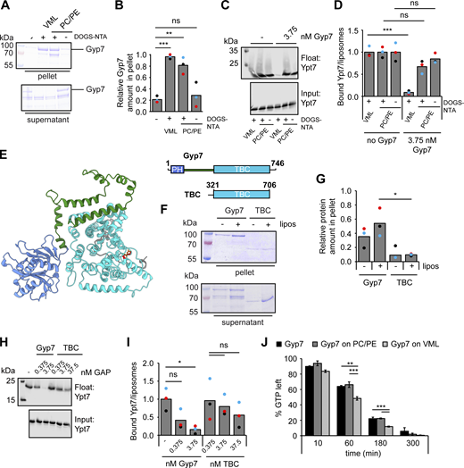 Gyp7 is activated by a distinct membrane environment. (A) Membrane association of Gyp7 with DOGS-NTA containing liposomes. 715 nM Gyp7 was incubated with 715 μM liposomes (VML + DOGS-NTA, PC/PE + DOGS-NTA, PC/PE) for 10 min. Membranes were separated from supernatant by centrifugation at 100,000 g and both fractions were analyzed by SDS-PAGE and Coomassie staining. Control reaction contained no liposomes. (B) Quantification of the relative Gyp7 amount in the pellet in A. Band intensity of Gyp7 signal in the pellet was measured in Fiji and compared with Gyp7 signal in the supernatant. Bar graphs represent the averages from three independent experiments and puncta represent the mean of each experiment. P value ns, **<0.01, ***<0.001, using ANOVA one-way test. (C) Comparison of Gyp7 activity on DOGS-NTA containing liposomes. 250 μM liposomes were preloaded with 0.6 μM Ypt7:GDI complex in the presence of 3.75 mM EDTA and 125 μM GTP. Nucleotide binding was stabilized by addition of 7.5 mM MgCl2. Reactions were incubated with 3.75 μM Gyp7 for 10 min. Liposomes were floated in a sucrose gradient. Control reactions contained no Gyp7. 40% of the float was analyzed together with 3% input by western blotting using an anti-Ypt7 antibody. (D) Quantification of bound Ypt7 to liposomes in C. Band intensity of Ypt7 signal in float was measured in Fiji and compared to input. Reactions containing Gyp7 were normalized to the average value of the respective control reaction. Bar graphs represent the averages from three independent experiments and puncta represent the mean of each experiment. P value ns, ***<0.001, using ANOVA one-way test. (E) AlphaFold2 structure prediction of Gyp7. The N-terminal PH domain is colored blue and the C-terminal TBC domain is colored cyan with the catalytic Arg (R458) and Glu (Q531) residues shown red in stick representation. A middle domain, which is modeled with low predicted local distance difference test (pLDDT) confidence scores (Fig. S3, C and D), is colored green. (F) Membrane association of the TBC domain compared to full-length Gyp7. Gyp7 and the TBC domain were incubated with liposomes of VML composition as in A. Control reactions contained no liposomes. (G) Quantification of the relative amount of Gyp7 in the pellet in F. Quantification performed as in B. P value *<0.05, using ANOVA one-way test. (H) Comparison of Gyp7 and TBC domain activities on liposomes with VML composition. Assay was performed as in C. Pre-loaded liposomes were incubated with different amounts of Gyp7 or the TBC domain for 10 min. (I) Quantification of bound Ypt7 to liposomes in H. Quantification was performed as in D. Reactions containing GAP were normalized to the average value of the control reaction. P value ns, *<0.05, using ANOVA one-way test. (J) Comparison of Gyp7 activity toward soluble Ypt7-GTP in solution and on membranes. 5 μM Ypt7 was incubated with 5 μM GAP and 50 μM GTP in the presence of 1 mM DTT, 20 mM EDTA, and 5 mM MgCl2. Where indicated, reactions contained 1 mM liposomes with VML composition or PC/PE liposomes. Control reactions contained no Ypt7, no GAP, or neither Ypt7 nor GAP (see Fig. S3 I). Reactions were stopped after 0, 10, 60, 180, and 300 min by snap-freezing and boiling at 95°C. Samples were applied to a HPLC system and the absorbance of GDP and GTP was monitored at 254 nm. Peaks were analyzed with OpenChrom and for each time point the percentage of GDP and GTP in the samples was determined. The percentage of GTP left at each time point was normalized to the respective percentage of GTP at t = 0 min. Normalized % GTP left plotted against the time in min. Bar graphs represent the averages and error bars the SD from three independent experiments. P value **<0.01, ***<0.001, using ANOVA one-way test. Source data are available for this figure: SourceData F5. Refer to the image caption for details.