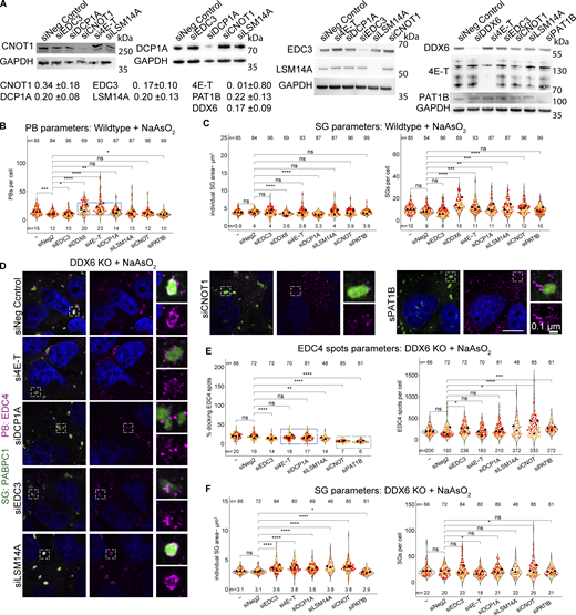 Supporting data for siRNA knockdowns of various PB components that lead to an increase in SGs, docking of smaller PBs, or loss of PB–SG docking. (A) Example immunoblots for the corresponding proteins after siRNA knockdowns. Fraction of the remaining protein is indicated (normalized to the corresponding GAPDH control) with errors representing the standard deviation of three biological replicates. (B) Quantification of other PB parameters related to Fig. 5 B. The blue box highlights conditions that lead to an increased number of PBs. (C) Quantification of other SG parameters related to Fig. 5. (D) IF images of EDC puncta (IF, magenta) and SGs (PABPC1, green) in DDX6 KO cells upon siRNA knockdown of PB proteins as in Fig. 5. (E) Quantification of the number of EDC4 spots per cell (right) and % docking interactions with SGs (left). The blue box highlights conditions that, in wild-type cells, lead to an increase in smaller PBs but show no effect in DDX6 KO cells. The green box highlights conditions that lead to reduced PB–SG docking. (G) Quantification of other SG parameters related to Fig. 5 D. All IF images are representative images of three independent biological replicates with more than three images analyzed per replicate. For quantification, data points from three biological replicates are shown in red-orange-pink, the mean replicate values are indicated as triangles, and mean values are shown at the bottom of the image (m). The number (n) of analyzed cells is shown at the top of the image. ****P ≤ 0.0001, ***P ≤ 0.001, **P ≤ 0.01, *P ≤ 0.05, n.s. P > 0.05 (unpaired, two-tailed t test on individual data points). Scale bar, 10 μm if not indicated. The Non-Targeting Control siRNA Pool #2 was abbreviated with siNeg Control or siNeg2. Columns marked as “−” are untransfected cells. Source data are available for this figure: SourceData FS4. Refer to the image caption for details.
