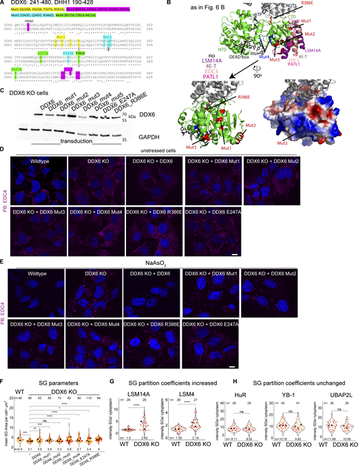Cell line validations and supporting data for DDX6 mutants show different PB phenotypes but no effects on stress granules. (A) DDX6 and the yeast ortholog DHH1 amino acid sequence alignment using Multiple Sequence Alignment—CLUSTALW. Amino acids 241–480 and 190–428 for DDX6 and DHH1, respectively, are shown and mutations indicated. (B) Top: As in Fig. 6 B. Bottom left: DDX6 structure as on top but without the binding partners and turned by 90° to highlight Mut1-3. Bottom right: Surface electrostatic map shows that Mut3 is located within a positive patch (blue color), indicating that Mut3 might be an inactive RNA binding mutant. (C) Immunoblot of stably transduced cell lines (Mut5 not used in this study). (D) IF images of unstressed wild-type, DDX6KO, and rescue cell lines showing PB (EDC4 IF, magenta) phenotypes. (E) IF images of stressed wild-type, DDX6KO, and rescue cell lines showing PB (EDC4 IF, magenta) phenotypes. (F) Quantification of mean SG areas. (G and H) Quantification of mean protein intensity in SG/cytoplasm in wild-type and DDX6 KO cells. All IF images are representative images of three independent biological replicates with more than three images analyzed per replicate. For quantification in B–E, data points from three biological replicates are shown in red-orange-pink, the mean replicate values are indicated as triangles, and mean values are shown at the bottom of the image (m). The number (n) of analyzed cells is shown at the top of the image. ****P ≤ 0.0001, ***P ≤ 0.001, **P ≤ 0.01, *P ≤ 0.05, n.s. P > 0.05 (unpaired, two-tailed t test on individual data points). Scale bar, 10 μm if not indicated. Columns marked as “−” are untransduced cells. Source data are available for this figure: SourceData FS5. Refer to the image caption for details.