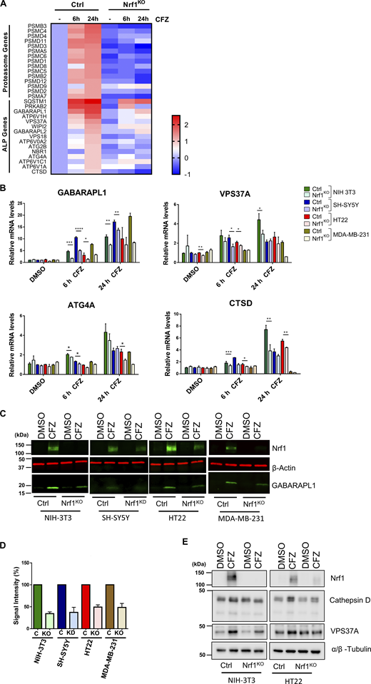 Figure 1. Refer to the image caption for details.