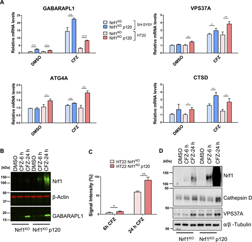Adding back Nrf1 in Nrf1-deficient cells rescues suppressed expression of ALP genes upon proteasome inhibition. (A) SH-SY5Y-Nrf1KD and HT22-Nrf1KO cells were infected with Nrf1(p120). Both SH-SY5Y-Nrf1KD, p120 rescue, and HT22-Nrf1KO, p120 rescue cells were treated with 200 nM CFZ for 6 h and then analyzed by qRT-PCR to measure the expression levels of indicated genes and mRNA levels of 18s rRNA or GAPDH was used for normalization. (B) Western blot analysis of GABARAPL1 and Nrf1 in HT22-Nrf1KO p120 rescue cells treated with either DMSO or 200 nM CFZ for 6 and 24 h. β-Actin was used for loading control. (C) Quantification of GABARAPL1 signal intensity, normalized to β-Actin signal. (D) Western blot analysis of Cathepsin D and VPS37A in HT22-Nrf1KO and p120 rescue cells treated with either DMSO or 200 nM CFZ for 6 and 24 h. α/β-Tubulin was used as a loading control. Three biological replicates for each cell line were used to perform qRT-PCR and Western blotting. P values were calculated by Student’s t test. *<0.05, **<0.005, ***<0.0005, ****<0.00005. Source data are available for this figure: SourceData F2.