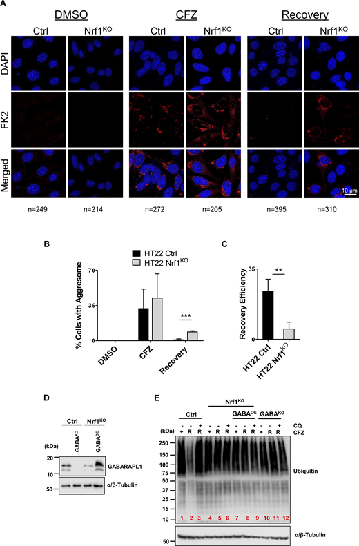Nrf1 is required to clear aggresomes that are triggered by proteasome inhibition. (A) HT22 wild-type (control; ctrl) and Nrf1KO cells were treated with 50 nM CFZ for 20 h, then were washed and incubated with fresh media for another 20 h (Recovery period). Aggresomes were detected by confocal microscopy using FK2 stain. Scale bar represents 10 μm. (B) Percentage of cells with aggresomes under each condition (DMSO, CFZ and recovery) for both ctrl and Nrf1KO cells are plotted, based on confocal microscopy analysis. The number of cells analyzed in each sample is noted underneath the images in A. (C) Recovery efficiency of ctrl and Nrf1KO cells was calculated by dividing CFZ values by recovery values of ctrl and Nrf1KO cells in B. (D) Western blot analysis of GABARAPL1 overexpression in Nrf1KO cells. α/β-Tubulin was used as the loading control. (E) HT22 control (EV), GABAKO (GABARAPL1 knockout), Nrf1KO, Nrf1KO GABAOE (GABARAPL1 overexpression) cells were treated with 50 nM CFZ for 20 h, then washed, and either treated with 60 μM CQ or fresh complete media for a 20 h recovery (R). The samples were analyzed by immunoblotting with anti-ubiquitin antibody. α/β-Tubulin was used as the loading control. Three biological replicates were used for confocal microscopy analysis. P values were calculated by Student’s t test. **<0.05, ***<0.005. Source data are available for this figure: SourceData F6.