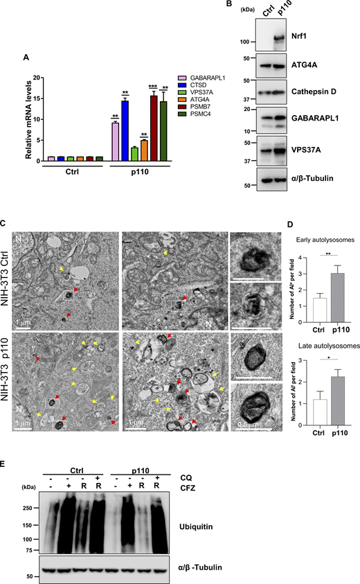 Nrf1 is sufficient for induction of autophagy. (A) qRT-PCR analysis of GABARAPL1, CTSD, VPS37A, ATG4A, PSMB7, and PSMC4 in NIH-3T3 control (empty vector; EV) and p110 overexpressing cells. 18s rRNA level was used for normalization. (B) Western blot analysis of Nrf1, ATG4A, Cathepsin D, GABARAPL1, and VPS37A in NIH-3T3 control and p110 overexpressing cells. α/β-Tubulin was used as the loading control. (C) TEM images of NIH-3T3 control (Ctrl) and p110 overexpressing cells. N: nucleus. Yellow arrows: early autolysosomes (ALe). Red arrows: late autolysosomes (ALl). Zoom inset shows late autolysosomes. (D) Quantification shows the number of ALe and ALl per field. (E) NIH-3T3 control (EV) and p110 cells were treated with 50 nM CFZ for 20 h then washed and either treated with 60 μM CQ or fresh complete media for a 20 h recovery (R). Western blot analysis of Ubiquitin after treatment and recovery, α/β-Tubulin was used for loading control. (n = 3 biological replicates). Error bars denote mean ± SD. P values for qRT-PCR were calculated by two-way ANOVA, *<0.05, **0.005, ***<0.0005. P values for TEM were calculated by Student’s t test. *P < 0.05, **P < 0.01, n = 20 fields. Source data are available for this figure: SourceData F7. Refer to the image caption for details.