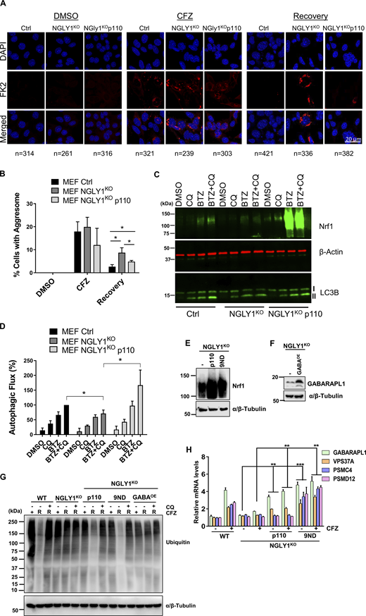 Deficiency of NGLY1 causes inhibition of compensatory autophagy and aggrephagy, which can be rescued by transcriptionally active Nrf1. (A) Confocal images of FK2 labeled MEF ctrl, NGLY1KO, and NGLY1KO p110 cells after treating them with DMSO or 25 nM CFZ for 20 h. Recovery samples were washed out after CFZ treatment and incubated in fresh complete media for 20 h. Scale bar represents 20 μm. (B) Analysis of the percentage of cells with aggresomes under each condition from (5A) are plotted, based on the confocal microscopy analysis. Number of cells analyzed in each sample is noted underneath the images in B. (C) Western blot analysis of LC3B, and Nrf1 in MEF-ctrl, NGLY1KO, and NGLY1KO cells expressing p110 construct treated with DMSO, 200 nM BTZ (20 h), 60 μM CQ (3 h) or both BTZ (20 h) and CQ (3 h). β-Actin was used as a loading control. (D) Percent autophagic flux after normalizing LC3B-II levels to β-Actin levels from 8C. (E) Confirmation Western blot for Nrf1 protein expression in MEF NGLY1KO, NGLY1KO p110 overexpression, and NGLY1KO 9ND overexpression cells treated with CFZ (200 nM/4 h). α/β-Tubulin was used as the loading control. (F) Confirmation Western blot for GABARAPL1 protein expression in MEF NGLY1KO, and NGLY1KO GABARAPL1 over expression cells (GABAOE) cells. α/β-Tubulin was used for loading control. (G) MEF control (WT), NGLY1KO, NGLY1KO p110, and NGLY1KO 9ND cells were treated with 50 nM CFZ for 20 h, then washed and either treated with 60 μM CQ or fresh complete media for a 20 h recovery (R). Western blot analysis of ubiquitin after treatment and recovery, α/β-Tubulin was used for loading control. (H) MEF control (WT), NGLY1KO, NGLY1KO p110, and NGLY1KO p110-9ND cells were treated with 200 nM CFZ for 20 h. qRT-PCR analysis of ATG4A, GABARAPL1, CTSD, VPS37A, PSMD12, and PSMC4, mRNA levels were normalized to 18s rRNA. (n = 3 biological replicates). Error bars denote mean ± SD. Three biological replicates for qRT-PCR, microscopy and Western blotting were used. P values were calculated by either Student’s t test or two-way ANOVA. *<0.05, **<0.005, ***<0.0005 Source data are available for this figure: SourceData F8. Refer to the image caption for details.