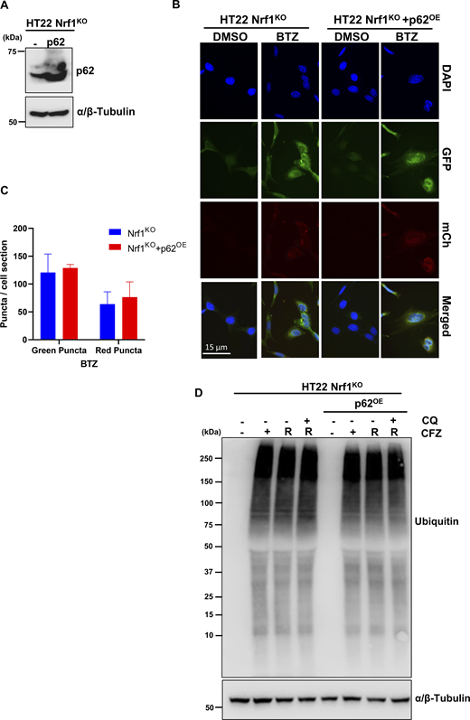p62 over expression does not rescue aggresome clearance in Nrf1KOcells. (A) Confirmation Western blot for p62 protein expression in HT22 Nrf1KO and HT22 Nrf1KO +p62OE overexpression cells. α/β-Tubulin was used for loading control. (B) Representative images for autophagic flux in HT22 mCherry-GFP-LC3B Nrf1KO and mCherry-GFP-LC3B Nrf1KO +p62OE cells treated for 20 h with DMSO or 200 nM BTZ. Images taken at 63×. Scale bar represents 15 μm. (C) Quantification of red and green puncta from BTZ treatment in panel B, signal is normalized to total cell number for each condition (Nrf1KOn = 52 fields, Nrf1KO + p62OEn = 45 fields). (D) HT22 Nrf1KO and Nrf1KO+ p62OE cells were treated with 50 nM CFZ for 20 h, then washed and either treated with 60 μM CQ or fresh complete media for a 20 h recovery (R). Western blot analysis of Ubiquitin after treatment and recovery, α/β-Tubulin was used for loading control. (n = 3 biological replicates). Error bars denote mean ± SD. Source data are available for this figure: SourceData FS4.