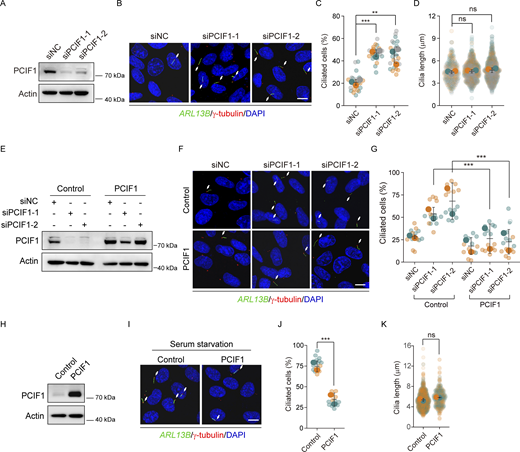 PCIF1 suppresses ciliogenesis in RPE-1 cells. (A–D) RPE-1 cells were treated with control or PCIF1 siRNAs for 48 h under normal culture conditions (DMEM/F12 supplemented with 10% FBS) and then applied for Western blotting or immunofluorescence analysis. (E–G) RPE-1 cells treated with the indicated siRNAs for 24 h were transfected with control or PCIF1 plasmid for another 36 h under normal culture conditions and then subjected to Western analysis or immunofluorescence. (H–K) RPE-1 cells transfected with the indicated plasmids for 48 h were treated with serum starvation for another 24 h and then applied for western analysis or immunofluorescence. Western blotting analysis of PCIF1 protein (A, E, and H). Actin is the internal control. Immunofluorescence images of RPE-1 cells with anti-ARL13B (green) and γ-tubulin (red) antibodies (B, F, and I). DNA was stained with DAPI (blue). Cilia were indicated by white arrows. Scale bar, 10 μm. Quantification of the percentage of ciliated cells (C, G, and J). Cilia length is measured by ImageJ (D and K). Quantitative analyses are depicted in SuperPlots, with each color representing an independent biological replicate. In the SuperPlots, smaller symbols indicate the ciliation percentage for each field of view or the cilia length of individual cells, while larger symbols represent the mean value calculated for each replicate. All error bars represent means ± SD. Student’s t test, **P < 0.01, ***P < 0.001, ns, not significant. Source data are available for this figure: SourceData F1.