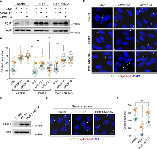 PCIF1 inhibits ciliogenesis in an m6Am-dependent manner. (A–C) RPE-1 cells treated with the indicated siRNAs for 24 h were transfected with control, PCIF1, or PCIF1-N553A plasmid for another 36 h under normal culture conditions, and then subjected to Western analysis or immunofluorescence. (D–F) RPE-1 cells transfected with the indicated plasmids for 48 h were treated with serum starvation for another 24 h and then applied for Western analysis or immunofluorescence. Western blotting analysis of PCIF1 protein (A and D). Actin is the internal control. Immunofluorescence images of RPE-1 cells with anti-ARL13B (green) and γ-tubulin (red) antibodies (B and E). DNA was stained with DAPI (blue). Cilia were indicated by white arrows. Scale bar, 10 μm. Quantitative analysis of the ciliation percentage is presented using SuperPlots (C and F). Each color within the SuperPlots signifies an independent biological replicate. Smaller symbols denote the ciliation percentage under each field of view, while larger symbols represent the mean value for each replicate. All error bars represent means ± SD. Student’s t test, **P < 0.01, ***P < 0.001, ns, not significant. Source data are available for this figure: SourceData F2. Refer to the image caption for details.