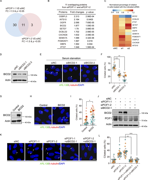 PCIF1 suppresses ciliogenesis through BICD2. (A and B) RPE-1 cells treated with the indicated siRNAs for 48 h were subjected to the tandem mass tag quantitative proteomics analysis. Venn diagram shows the overlapping upregulated proteins in RPE-1 cells treated with PCIF1 siRNAs (A). The overlapping upregulated proteins ranked by fold change are listed (B). (C) The heatmap of the normalized ratio of ciliated cells transfected with the indicated siRNAs targeting 11 overlapping upregulated proteins from TMT proteomics analysis. The normalized ratio of ciliated cells represents the quotient of the ciliated rate induced by siRNA relative to the ciliated rate induced by siNC. (D–F) RPE-1 cells transfected with control or BICD2 siRNAs for 48 h were treated with serum starvation for another 24 h, and then subjected to western analysis or immunofluorescence. (G–I) RPE-1 cells were treated with control or BICD2 plasmid for 48 h under normal culture conditions, and then applied for Western blotting or immunofluorescence analysis. (J–L) RPE-1 cells were treated with the indicated siRNAs for 48 h under normal culture conditions, and then applied for Western blotting or immunofluorescence analysis. Western blotting analysis of BICD2 and PCIF1 protein (D, G, and J). Actin is the internal control. Immunofluorescence images of RPE-1 cells with anti-ARL13B (green) and γ-tubulin (red) antibodies (E, H, and K). DNA was stained with DAPI (blue). Cilia were indicated by white arrows. Scale bar, 10 μm. The quantification analysis of ciliation percentages is presented in SuperPlots (F, I, and L). Each color in SuperPlots signifies an independent biological replicate. Smaller symbols indicate the ciliation percentage under each field of view, while larger symbols represent the mean for each replicate. All error bars represent means ± SD. Student’s t test, *P < 0.05, **P < 0.01, ***P < 0.001. Source data are available for this figure: SourceData F3. Refer to the image caption for details.