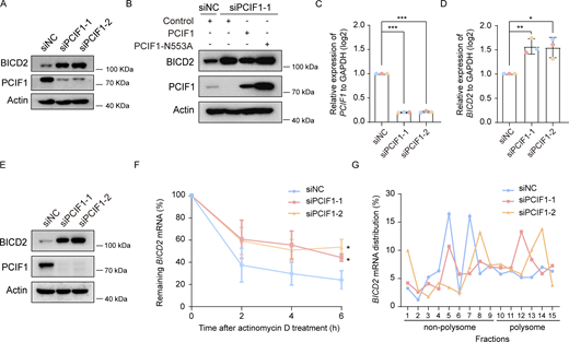PCIF1 knockdown promotes the stability and translation of BICD2 mRNA. (A) Western blotting analysis of BICD2 and PCIF1 protein of RPE-1 cells transfected with the indicated siRNAs for 48 h under normal culture conditions. Actin is the internal control. (B) Western blotting of BICD2 and PCIF1 proteins of RPE-1 cells treated with the indicated siRNAs for 24 h and transfected with the indicated plasmids for another 36 h under normal culture conditions. Actin is the internal control. (C and D) RT-qPCR (real-time quantitative PCR) analysis of PCIF1 and BICD2 mRNA of PCIF1 depleted RPE-1 cells. GAPDH is the internal control. (E) Western blot analysis of BICD2 and PCIF1 protein of RPE-1 cells transfected with the indicated siRNAs for 48 h under normal culture conditions. Actin is the internal control. (F) RT-qPCR of BICD2 mRNA in PCIF1-depleted cells and control cells treated with actinomycin D (5 μg/ml). (G) Polysome profile of BICD2 mRNA in cells transfected with the indicated siRNA after sucrose gradient centrifugation. Data are presented as the means ± SD from at least three independent experiments (C, D, and F). Student’s t test, *P < 0.05, **P < 0.01, ***P < 0.001. Source data are available for this figure: SourceData F4.