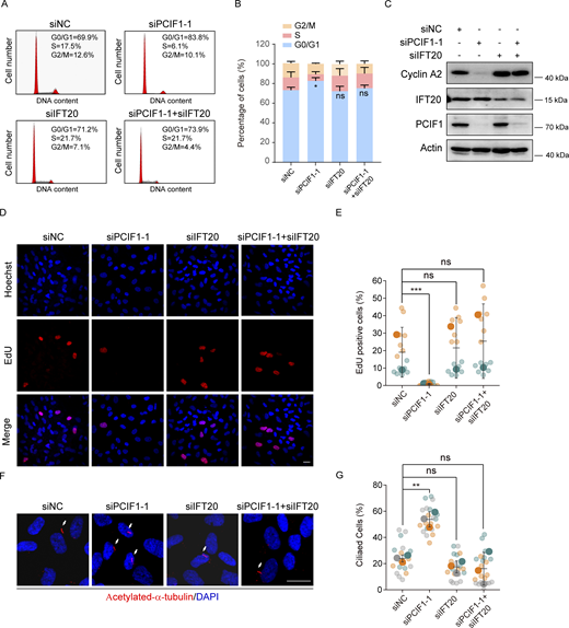 PCIF1 deficiency induces a cilia-dependent cell cycle arrest. RPE-1 cells cultured in normal conditions were treated with the indicated siRNAs for 48 h and then processed to the following analyses. (A) Graphical representations of the cell cycle distribution. (B) The percentages of cell populations in G0/G1, S, and G2/M phases. (C) Western blotting analysis of the Cyclin A2, IFT20, and PCIF1. Actin served as a loading control. (D) Immunofluorescence images of RPE-1 cells stained with EdU (red) and DNA (blue). Scale bar, 30 μm. (E) The percentages of EdU-positive cells were quantified. (F) Immunofluorescence images of RPE-1 cells with anti-ARL13B (green) and γ-tubulin (red) antibodies. DNA was stained with DAPI (blue). Cilia were indicated by white arrows. Scale bar, 10 μm. (G) Quantification analysis of the percentage of ciliated cells. Each color in SuperPlots represents an independent biological replicate. Smaller symbols are the percentages of EdU-positive cells (E) or the percentage of ciliated cells under each field of view (G), and larger symbols are the mean of each replicate. All error bars represent means ± SD. Student’s t test, *P < 0.05, **P < 0.01, ***P < 0.001, ns, not significant. Source data are available for this figure: SourceData F6. Refer to the image caption for details.