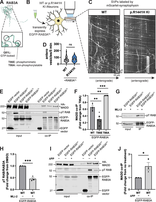 Phosphorylation of RAB3A disrupts binding to motor adaptor MADD. (A) AlphaFold prediction (Jumper et al., 2021; Varadi et al., 2022) of RAB3A. Inset illustrates locations of site-directed mutagenesis for RAB3A mutants used in this study. (B) Cartoon depicting experimental approach. EGFP-RAB3AQL was transiently expressed in DIV21 WT or p.R1441H KI iNeurons expressing mScarlet-SYP. (C) Kymographs of axonal mScarlet-SYP+ vesicles in DIV21 WT and p.R1441H KI iNeurons, transiently expressing EGFP-RAB3AQL. (D) Anterograde flux of SYP+ vesicles in WT and p.R1441H KI iNeurons, transiently expressing EGFP-RAB3AQL (n = 23–24 neurons from 3 independent experiments; ns, not significant, P = 0.8993; linear mixed effects model). Scatter plot points indicate the means of three independent experiments, and error bars show mean ± SD of these points. (E and F) Example immunoblot and quantification of MADD coimmunoprecipitation by RAB3AWT, RAB3ATE, or RAB3ATA, coexpressed in HEK293T cells (mean ± SEM; n = 5 independent experiments; **P = 0.0016 for WT versus T86E, P = 0.0021 for WT versus T86A; ***P < 0.0001; one-way ANOVA with Tukey’s multiple comparisons test). (G and H) Example immunoblot and quantification of pT RAB relative to total immunoprecipitated EGFP-RAB3AWT, expressed in HEK293T cells, with or without overnight treatment with 200 nM MLi-2 prior to lysis (mean ± SEM; n = 3 independent experiments; ***P = 0.0008; unpaired t test). (I and J) Example immunoblot and quantification of MADD coimmunoprecipitation by RAB3AWT, coexpressed in HEK293T cells, with or without 30 min treatment of lysate with lambda protein phosphatase (λPP; 200 units λPP per 50 μl reaction volume) (mean ± SEM; n = 3 independent experiments; *P = 0.0303; unpaired t test). For all co-IP experiments shown, samples were processed and immunoblotted in parallel. Source data are available for this figure: SourceData F4.