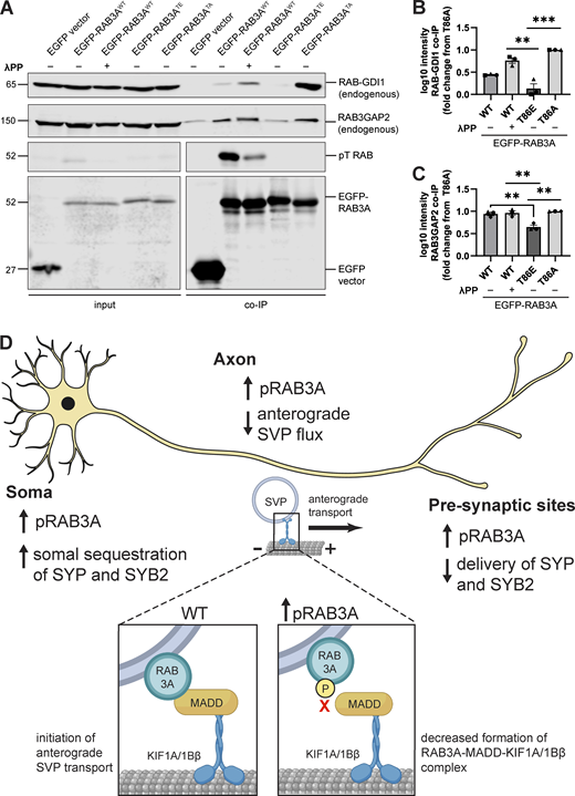 Phosphorylation of RAB3A disrupts binding to RAB cycle regulators RAB-GDI1 and RAB3GAP. (A) Example immunoblot of endogenous RAB3GAP2 and endogenous RAB-GDI1 coimmunoprecipitation by RAB3AWT, RAB3ATE, or RAB3ATA, expressed in HEK293T cells, with or without 30 min treatment of lysate with lambda protein phosphatase (λPP; 200 units λPP per 50 μl reaction volume). Lower panels (phosphothreonine RAB and EGFP) are separated for alignment purposes; no lanes that included sample were excluded. (B) Quantification of endogenous RAB-GDI1 coimmunoprecipitation by RAB3AWT, RAB3ATE, or RAB3ATA, expressed in HEK293T cells, with or without 30 min treatment of lysate with λPP (mean ± SEM; n = 3 independent experiments; **P < 0.0048; ***P < 0.001; one-way ANOVA with Tukey’s multiple comparisons test). (C) Quantification of endogenous RAB3GAP2 coimmunoprecipitation by RAB3AWT, RAB3ATE, or RAB3ATA, expressed in HEK293T cells, with or without 30 min treatment of lysate with λPP (mean ± SEM; n = 3 independent experiments; **P < 0.0094; one-way ANOVA with Tukey’s multiple comparisons test). For all co-IP experiments shown, samples were processed and immunoblotted in parallel. (D) Model: Dysregulated pRAB3A binding disrupts axonal transport of SVPs and distribution of synaptic proteins. In the neuronal soma, increased phosphorylation of RAB3A by hyperactive LRRK2 results in impaired formation of the RAB3A–MADD–KIF1A/1Bβ motor complex (inset) that is necessary for anterograde transport of SVPs out of the soma. As a result, there is increased somal sequestration of SYP and SYB2, and decreased anterograde SVP flux in the axon. Consequently, decreased SYP and SYB2 is delivered to presynaptic sites. Source data are available for this figure: SourceData F5.