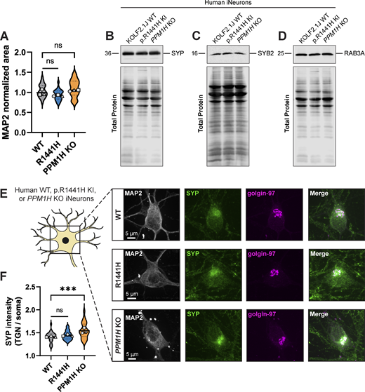 Related toFig. 3. (A) Normalized somal MAP2 area of WT, p.R1441H KI, and PPM1H KO iNeurons for dataset shown in Fig. 3, A–C (n = 24 neurons from three independent experiments; ns > 0.0540; linear mixed effects model). (B–D) Example total protein stain and immunoblot of SYP (B), SYB2 (C), and RAB3A (D) in DIV21 WT, p.R1441H KI, and PPM1H KO iNeurons. (E) Representative images of DIV14 WT, p.R1441H KI, and PPM1H KO iNeuron somas, stained for endogenous MAP2, SYP, and golgin-97. (F) Ratio of SYP intensity (mean gray value) colocalized with golgin-97 signal/SYP intensity (mean gray value) of whole soma, in WT, p.R1441H KI, and PPM1H KO iNeurons (n = 24 neurons from three independent experiments; ns = 0.4638; ***P < 0.001; linear mixed effects model). Scatter plot points indicate the means of three independent experiments, and error bars show the mean ± SD of these points. Source data are available for this figure: SourceData FS2.