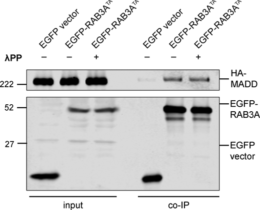 Related toFig. 4. Immunoblot of MADD coimmunoprecipitation by RAB3ATA, coexpressed in HEK293T cells, with or without 30 min treatment of lysate with lambda protein phosphatase (λPP; 200 units λPP per 50 μl reaction volume). For co-IP experiment shown, samples were processed and immunoblotted in parallel. Source data are available for this figure: SourceData FS3.