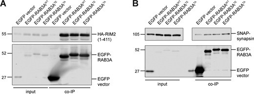 Related toFig. 5. (A) Example immunoblot of RIM2 (first 411 residues) coimmunoprecipitation by RAB3AWT, RAB3ATE, or RAB3ATA, coexpressed in HEK293T cells. (B) Example immunoblot of synapsin coimmunoprecipitation by RAB3AWT, RAB3ATE, or RAB3ATA, coexpressed in HEK293T cells. Upper panel is separated for alignment purposes; no lanes that included sample were excluded. For all co-IP experiments shown, samples were processed and immunoblotted in parallel. Source data are available for this figure: SourceData FS4.