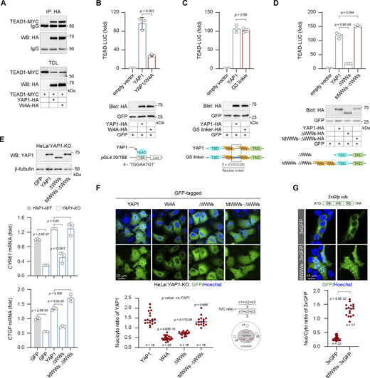WW domains are required for YAP1 transactivation and nuclear translocation. (A) The co-IP experiment shows the interaction of MYC-tagged TEAD1 with HA-tagged YAP1 or the YAP1-W4A mutant in HEK293T cells. TCL, total cell lysates. (B) The W4A mutant loses the transcriptional activity in a TEAD-dependent luciferase reporter (representative of three independent experiments, N = 3, all data shown as the average values ± SD, two-tailed Student’s t test). The representative western blotting shows expressions of YAP1 and the mutant in reporter assays. The inserted diagram illustrates the construct of the TEAD-dependent luciferase reporter. TBE, the TEAD binding element. (C) Substitution of the disordered sequence between the WW domains by five tandem flexible linkers (Gly-Gly-Gly-Gly-Ser) does not affect YAP1 transcriptional activity in HEK293T cells (representative of three independent experiments, N = 3, all data shown as the average values ± SD, two-tailed Student’s t test). The representative western blotting shows expressions of YAP1 and the mutant. (D) tdWWs facilitate YAP1 transcriptional activity in a conformational position-independent manner (representative of three independent experiments, N = 3, all data shown as the average values ± SD, two-tailed Student’s t test). The representative western blotting shows expressions of YAP1 and the mutants. (E) The mRNA levels of CYR61 and CTGF genes in YAP1-knockout (KO) HeLa cells are rescued by the wild-type YAP1 and the tdWWs−ΔWWs chimera, but not by the ΔWWs mutant (representative of three independent experiments, N = 3, all data shown as the average values ± SD, two-tailed Student’s t test). The representative western blotting shows the expression of YAP1 and the mutants in YAP1-KO HeLa cells. (F) Representative images show the subcellular distributions of YAP1 and YAP1 mutants in YAP1-KO HeLa cells, and the scatter chart shows their nucleocytoplasmic ratios (representative of three independent experiments, n represents the total number of the measured cells, two-tailed ANOVA test). The nucleocytoplasmic (N/C) ratios of the subcellular distributions of YAP1 as well as the mutants are measured as in the inserted diagram. Briefly, three areas in the nucleus or the cytoplasm of each cell are randomly selected and then the mean fluorescent intensities in these areas are obtained by ImageJ software. The mean values of fluorescent intensities in three areas are representative of nuclear or cytoplasmic YAP1 levels, respectively. The relative subcellular distribution of YAP1 proteins in each cell is indicated by the ratio of the nuclear and the cytoplasmic YAP1 levels. To plot the scatter chart, the ratios of each mutant are collected from at least three independent images. (G) Representative images show the subcellular localization of 3xGFP and tdWWs-fused 3xGFP in HEK293T cells, and the scatter chart shows their nucleocytoplasmic ratios (representative of three independent experiments, n represents the total number of the measured cells, two-tailed ANOVA test). The inserted schematic diagram illustrates the coding sequence (cds) of the artificial 3xGFP. Source data are available for this figure: SourceData F2. Refer to the image caption for details.