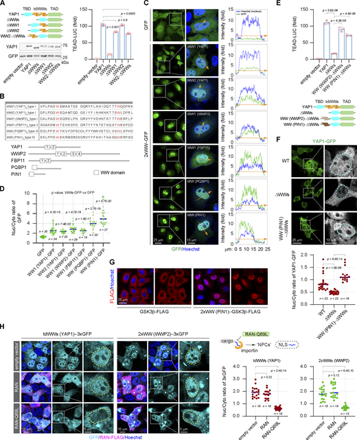The WW domain is identified as a novel class of folded NLS. (A) Analysis of the transcriptional activities of YAP1 and YAP1 truncations in HEK293T cells (representative of three independent experiments, N = 3, all data shown as the average values ± SD, two-tailed Student’s t test). The representative western blotting shows expressions of YAP1 and the truncations used in reporter assays. (B) The table and schematic diagram show the amino acid sequences of WW domains derived from different proteins. (C and D) Representative images show subcellular distributions of GFP fused with tdWWs derived from different donor proteins in HeLa cells. The inserted curve charts show relative fluorescent intensity of GFP and Hoechst staining along the orange indicator lines with the arrow, which across the cytoplasm and nucleus (collected using LAS AF Lite software) (C). The scatter chart shows nucleocytoplasmic ratios of GFP fused with different WW domains (representative of three independent experiments, n represents the total number of the measured cells, two-tailed ANOVA test) (D). (E) The transcriptional activity of the YAP1-ΔWWs truncated mutant is rescued by the heterologous WW domains derived from WWP2 or PIN1 in HEK293T cells, respectively (representative of three independent experiments, N = 3, all data shown as the average values ± SD, two-tailed Student’s t test). (F) The nuclear localization of the YAP1-ΔWWs mutant is rescued by the heterologous WW domains derived from PIN1 in HEK293T cells (the cyan line indicates the nuclear outline). The scatter chart shows nucleocytoplasmic ratios of YAP1 and the mutants (representative of three independent experiments, n represents the total number of the measured cells, two-tailed ANOVA test). (G) Representative immunostaining images show subcellular distributions of GSK3β-FLAG and the 2xWW (PIN1)−GSK3β-FLAG in HeLa cells. (H) Representative images show subcellular distributions of the tdWWs (YAP1)−3xGFP and 2xWW (WWP2)−3xGFP in the absence or presence of ectopic RAN-Q69L mutant in HEK293T cells (the yellow line indicates the outline of the nucleus), and the scatter chart shows their nucleocytoplasmic ratios (representative of three independent experiments, n represents the total number of the measured cells, two-tailed ANOVA test). Source data are available for this figure: SourceData F3. Refer to the image caption for details.