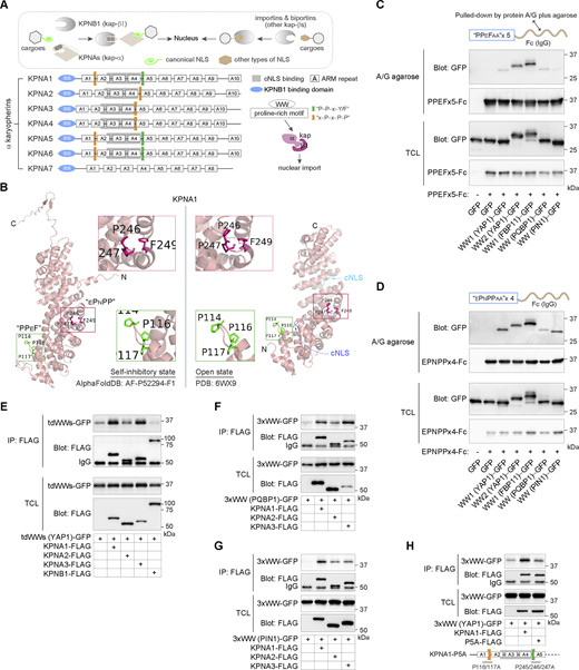 α-Family karyopherins recognize and bind to the WW-NLS. (A) The schematic diagram illustrates the karyopherin-mediated nuclear import and highlights the cNLS-binding region and the WW-binding motifs on KPNA1–7. Basically, KPNB1 is responsible for the nuclear import of cargoes containing the cNLS under scaffold by KPNAs, while the other importins as well as biportins directly recognize the NLS other than cNLS. (B) The structures exhibit the positions of PPxY/F and xPxPP motifs on KPNA1 in a self-inhibitory state (the intramolecular IBB-bound state) and an open state (the bipartite cNLSs-bound state), respectively. (C) The WW domains from different proteins are pulled down by the PPxF motif fused to the Fc fragment of IgG in HEK293T cells. (D) The WW domain from different proteins is pulled down by the xPxPP motif fused to the Fc fragment of IgG in HEK293T cells. (E) The co-IP experiment shows the interaction of FLAG-tagged KPNA1-3 and KPNB1 with GFP-tagged tandem WW region of YAP1 in HEK293T cells. (F) The co-IP experiment shows the interaction of FLAG-tagged KPNA1-3 with GFP-tagged WW domain of PQBP1 in HEK293T cells. (G) The co-IP experiment shows the interaction of FLAG-tagged KPNA1-3 with GFP-tagged WW domain of PIN1 in HEK293T cells. (H) The co-IP experiment shows the interaction of GFP-tagged WW domain with FLAG-tagged KPNA1 and the P5A mutant bearing mutations of the WW-binding motifs in HEK293T cells. TCL, total cell lysates. Source data are available for this figure: SourceData F4. Refer to the image caption for details.