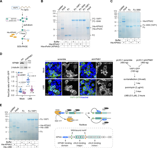 KPNA−KPNB1 axis directs YAP1 nuclear import. (A) The schematic diagram illustrates the in vitro binding assays of the YAP1/KPNA2 complex. Fc-fused YAP1 is overexpressed in HEK293T cells and then collected by protein A/G plus agarose. For binding assays, the recombinant His-KPNA2 proteins (3.3 μM) obtained from E. coli are incubated with A/G agarose engaging Fc−YAP1 for 1 h at 4°C, and the Fc fragment as the control. After washing, the pulled-down protein complexes by A/G agarose were analyzed using SDS PAGE. (B) In vitro binding assays of recombinant His-KPNA2 and His-xPxAA mutant of KPNA2 with Fc−YAP1 and Fc−W4A (YAP1), respectively. (C) In vitro binding assays of recombinant His-KPNA2 with Fc−WW (the second WW domain of YAP1). (D) Representative images show subcellular distributions of YAP1-GFP following 2-h LMB (0.5 μM) treatment in HEK293T cells bearing transient knockdown of KPNB1 expression. The scatter chart shows YAP1-GFP nucleocytoplasmic ratios (representative of three independent experiments, n represents the total number of the measured cells, two-tailed ANOVA test), and the representative western blotting shows KPNB1 contents in scramble control and KPNB1-knockdown HEK293T cells. (E) In vitro binding assays of recombinant His-KPNA2 and the IBB deletion mutant ΔIBB with Fc−YAP1, respectively. The inserted schematic diagrams illustrate binding sites for KPNB1, cNLS, and WW domain on KPNA (lower panel) and the hypothesis of IBB-facilitated release of WW cargoes from KPNAs (upper panel). Source data are available for this figure: SourceData F5.