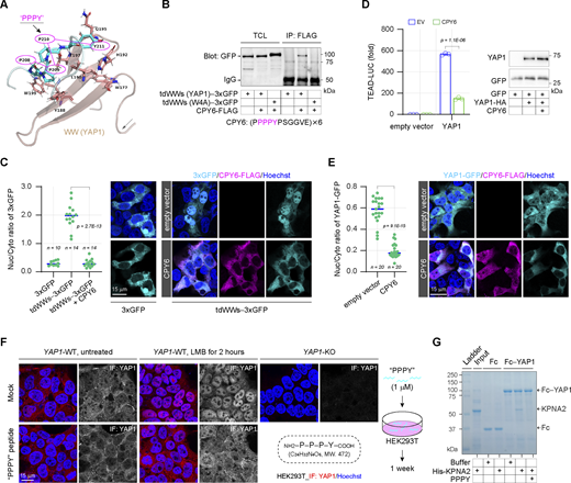 Develop inhibitory peptides against the WW-NLS in YAP1 nuclear import. (A) The structure (PDB: 2LTW) illustrates the bound state of the PPPY peptide and the first WW domain derived from YAP1. (B) The competitive binding peptide (CPY6) is developed according to the PPPY motif, and the co-IP experiment shows the interaction of the CPY6 with the wild-type or the W4A substituted WW domains of YAP1 in HEK293T cells. TCL, total cell lysates. (C) Representative images show the subcellular localization of tdWWs−3xGFP upon ectopic expression of CPY6 peptide in HEK293T cells, and the scatter chart shows their nucleocytoplasmic ratios (representative of three independent experiments, n represents the total number of the measured cells, two-tailed ANOVA test). (D) The CPY6 peptide suppresses YAP1 transcriptional activity in HEK293T cells (representative of three independent experiments, N = 3, all data shown as the average values ± SD, two-tailed Student’s t test). Representative western blotting shows YAP1 expression in luciferase reporter assays. (E) Representative images show the subcellular localization of YAP1-GFP upon ectopic expression of CPY6 peptide in HEK293T cells, and the scatter chart shows their nucleocytoplasmic ratios (representative of three independent experiments, n represents the total number of the measured cells, two-tailed ANOVA test). (F) Representative immunostaining images show the subcellular localization of endogenous YAP1 proteins upon LMB treatment (0.5 μM) in HEK293T cells following 1-wk culture with 1 μM of synthesized PPPY peptide. (G) The synthesized PPPY peptide blocks the interaction of Fc−YAP1 and His-KPNA2 in vitro. In the absence or presence of PPPY peptides (30 μM), the recombinant His-KPNA2 (3.3 μM) is incubated with Fc- or Fc-YAP1-engaged protein A/G plus agarose at room temperature for 1 h, then the pulled-down proteins by protein A/G plus agarose are analyzed by SDS PAGE. Source data are available for this figure: SourceData F7.