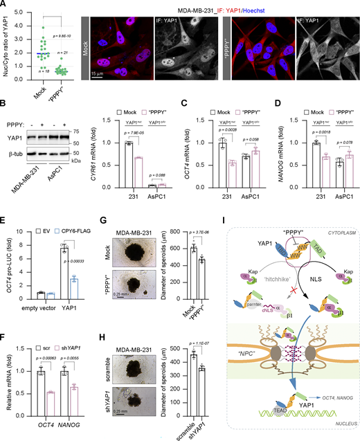 The WW-NLS regulates YAP1-dependent cancer cell stemness. (A) Representative immunostaining images show the subcellular localization of YAP1 in MDA-MB-231 cells following 1-wk culture with 1 μM of synthesized PPPY peptide, and the scatter chart shows YAP1 nucleocytoplasmic ratios (representative of three independent experiments, n represents the total number of the measured cells, two-tailed ANOVA test). (B) The expression of CYR61 in MDA-MB-231 and AsPC1 cells following 1-wk culture with 1 μM of PPPY peptide (representative of three independent experiments, N = 3, all data shown as the average values ± SD, two-tailed Student’s t test). The representative western blotting shows YAP1 expression in both cells. YAP1nuc, YAP1 nuclear localization; YAP1cyto, YAP1 cytoplasmic localization. (C and D) The expressions of OCT4 (C) and NANOG (D) in MDA-MB-231 and AsPC1 cells following 1-wk culture with 1 μM of PPPY peptide (representative of three independent experiments, N = 3, all data shown as the average values ± SD, two-tailed Student’s t test). (E) Ectopic expression of CPY6 peptide suppresses YAP1-activated OCT4 gene promoter activity in HEK293T cells (representative of three independent experiments, N = 3, all data shown as the average values ± SD, two-tailed Student’s t test). EV, empty vector. (F) Depletion of YAP1 suppresses the expressions of OCT4 and NANOG in MDA-MB-231 cells (representative of three independent experiments, N = 3, all data shown as the average values ± SD, two-tailed Student’s t test). Scr, scramble. (G) Representative images show spheroids of MDA-MB-231 cells following 1-wk culture with 1 μM of synthesized PPPY peptide, and the column chart shows diameters of spheroids (representative of three independent experiments, n = 8 spheroids, all data shown as the average values ± SD, two-tailed ANOVA test). (H) Representative images show spheroids of MDA-MB-231 cells following YAP1 knockdown, and the column chart shows diameters of spheroids (representative of three independent experiments, n = 8 spheroids, all data shown as the average values ± SD, two-tailed ANOVA test). (I) The schematic diagram illustrates that the WW domain regulates YAP1 nuclear import as an NLS, bypassing the hitchhiking mechanism. Source data are available for this figure: SourceData F8.