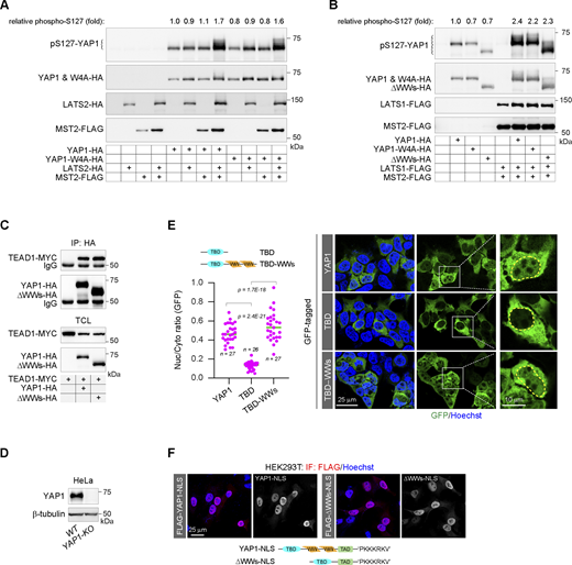WW domains are dispensable to YAP1 phosphorylation catalyzed by LATS1/2. (A) The representative western blotting shows the Ser-127 phosphorylation catalyzed by the MST2−LATS2 kinase cascade on YAP1 and the W4A mutant in HEK293T cells. The inserted numbers show the relative Ser-127 phosphorylation levels normalized by the YAP1 content. (B) The representative western blotting shows the Ser-127 phosphorylation catalyzed by the MST2−LATS1 kinase cascade on YAP1, the W4A mutant, and the ΔWWs mutant in HEK293T cells. The inserted numbers show the relative Ser-127 phosphorylation levels normalized by the YAP1 content. (C) The co-IP experiment shows the interaction of MYC-tagged TEAD1 with HA-tagged YAP1 or the ΔWWs mutant in HEK293T cells. TCL, total cell lysates. (D) The representative western blotting shows the depletion of YAP1 expression in YAP1-knockout (KO) HeLa cells. (E) Representative images show subcellular distributions of the full-length YAP1, the shorter amino terminus that contains TBD, and the extended amino terminus that contains TBD and the tandem WW domains (TBD−WWs) in HEK293T cells (the yellow line indicates the nuclear outline). The scatter chart shows their nucleocytoplasmic ratios (representative of three independent experiments, n represents the total number of the measured cells, two-tailed ANOVA test). (F) Representative images show subcellular distributions of the cNLS fused YAP1 and the ΔWWs mutant in HEK293T cells. The cNLS is derived from the SV40 virus. TAD, transcriptional activity domain. Source data are available for this figure: SourceData FS1.