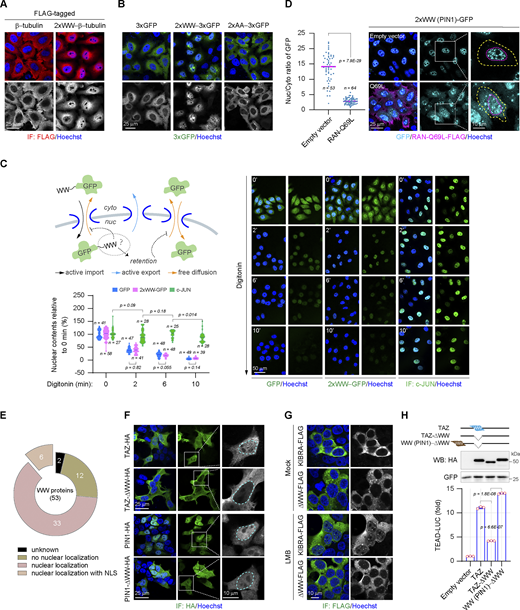 The WW domain is identified as a novel class of folded NLS. (A) Representative immunostaining images show subcellular distributions of β-tubulin-FLAG and the 2xWW (PIN1)−β-tubulin-FLAG in HeLa cells. (B) Representative images show subcellular distributions of 3xGFP proteins fused with the wild-type WW domain or the mutant WW domain bearing the substitutions of two conserved tryptophan residues (AA) in HeLa cells. The WW domain is derived from WWP2. (C) Examination of the efflux rates of GFP and 2xWW (YAP1)−GFP from the nucleus after digitonin (40 μg/ml) permeabilization, the nuclear content of c-JUN as a control for the integrity of the nuclear envelope. The monoclonal HeLa cells with the uniform expression of GFP or 2xWW (YAP1)−GFP are employed to carry out the experiment. The WW domain is derived from the second WW domain of human YAP1. The relative nuclear contents of GFP or 2xWW (YAP1)−GFP at 0, 2, 6, and 10 min after permeabilization are plotted in a violin chart (representative of three independent experiments, n represents the total number of the measured cells, two-tailed ANOVA test). (D) Representative images show the subcellular localization of 2xWW (PIN1)−GFP in the absence or presence of RAN-Q69L (the yellow line indicates the cell boundary and the magenta line indicates the outline of the nucleus), and the scatter chart shows their nucleocytoplasmic ratios (representative of three independent experiments, n represents the total number of the measured cells, two-tailed ANOVA test). (E) Data from Uniprot, Simple Modular Architecture Research Tool, and the Human Protein Atlas shows subcellular localization of human WW-containing proteins. Number, the number of proteins in each category. (F) Representative immunostaining images show subcellular distributions of the wild-type TAZ, the TAZ-ΔWW mutant, the wild-type PIN1, and the PIN1-ΔWW mutant in HEK293T cells (the cyan line indicates the nuclear outline). (G) Representative immunostaining images show subcellular distributions of the wild-type KIBRA and the KIBRA-ΔWW mutant in HEK293T cells. LMB (0.5 μM) is applied for 2 h. (H) The WW domain regulates the transcriptional activity of TAZ in HEK293T cells (representative of three independent experiments, N = 3, all data shown as the average values ± SD, two-tailed Student’s t test). The representative western blotting shows expressions of TAZ and the mutant. Source data are available for this figure: SourceData FS2. Refer to the image caption for details.