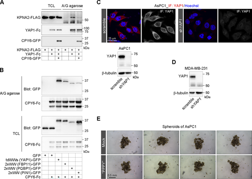 Develop inhibitory peptides to antagonize the WW-NLS in YAP1 nuclear import. (A) The pull-down experiment shows that the CPY6 peptide blocks the interaction of FLAG-tagged KPNA2 with Fc-fused YAP1 in HEK293T cells. (B) The WW domains from different proteins are pulled down by the CPY6 peptide fused to Fc fragment of IgG in HEK293T cells. TCL, total cell lysates. (C) Representative immunostaining images show the subcellular localization of YAP1 in AsPC1 cells, and representative western blotting shows the depletion of YAP1 expression in YAP1-KD AsPC1 cells. (D) Representative western blotting shows the depletion of YAP1 expression in YAP1-KD MDA-MB-231 cells. (E) Representative images show spheroids of AsPC1 cells following 1-wk culture with 1 μM of synthesized PPPY peptide. Source data are available for this figure: SourceData FS5.