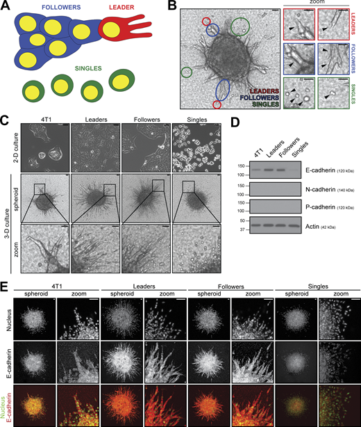 Subpopulations derived from the invasively heterogeneous 4T1 cell line are morphologically distinct. (A) Schematic detailing the criteria by which leaders, followers, and singles would be identified and isolated via SaGA. (B) Brightfield image (10×) of a 3D 4T1 parental spheroid embedded in 3.0 mg/ml rat-tail collagen type I after 24 h. Select leaders, followers, and singles are encircled with red, blue, and green circles, respectively, and zoomed in. Scale bar, 50 μm. (C) Brightfield images of 4T1 parentals and purified leaders, followers, and singles in 2D (20×) and 3D culture (10×). Scale bar, 50 μm. (D) Protein levels of E-cadherin, N-cadherin, and P-cadherin in whole-cell lysates of 4T1 parentals, leaders, followers, and singles. Actin was used as a loading control. (E) Immunofluorescence images of E-cadherin on 3D spheroids of 4T1 parentals, leaders, followers, and singles at 1.25× zoom (left) and 5.0× zoom (right). Images were acquired at 10× magnification. Yellow in the overlay image denotes nuclei fluorescence emitted from H2B-Dendra2 and red denotes E-cadherin staining. Scale bar, 50 μm. For D and E, three biological replicates were performed. Source data are available for this figure: SourceData F1.