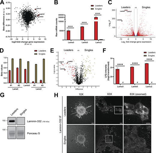 Collectively invading cells overexpress and abundantly secrete laminin-332. (A) Integration of RNA sequencing log2 fold change values (x-axis) and mouse methylation array beta difference values (y-axis) for the leaders (L) versus singles (S) pair-wise comparison. Lama3, Lamb3, and Lamc2 are highlighted as red dots among gene transcripts with high mRNA transcription in leaders and significant hypomethylation at the promoter region compared to singles. (B) Raw mRNA counts for gene transcripts of the laminin-332 subunits from RNA sequencing analysis (n = 3, ****P < 0.0001). (C) Volcano plot of the leaders versus singles pair-wise comparison derived from RNA sequencing data highlighting Lama3, Lamb3, and Lamc2 (bordered red dots) as prominent DEGs. (D) Beta value comparison of distinct CpG loci within the promoter regions of Lama3, Lamb3, and Lamc2 between leaders and singles. (E) Volcano plot of differentially secreted peptides extracted via LC-MS/MS from CM from leaders and singles. Red, unbordered dots denote peptides differentially secreted in leaders and green dots denote peptides differentially secreted in singles. (F) Label-free quantification (LFQ) intensity quantification of Lama3, Lamb3, and Lamc2 peptides. # denotes an absence of signal detected (n = 3, ****P < 0.0001). (G) Protein levels of laminin-332 in leaders CM and singles CM. Total protein staining via Ponceau S was used as a loading control. (H) Laminin-332 immunofluorescence (IF) staining on invasive leaders and singles in collagen I 3D culture (10× and 63×). Scale bar: 100 μm for 10× image, 20 μm for 63× image, and 10 μm for 63× zoomed image. For all panels: mean ± SEM is shown. For G and H, three biological replicates were performed. Source data are available for this figure: SourceData F3. Refer to the image caption for details.