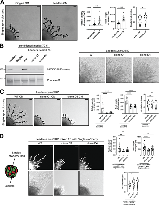 Laminin-332 enhances the invasive potential of singles. (A) Live-cell tracking analysis of singles spheroids after treating with singles CM or leaders CM for 24 h (n = 15). Representative five tracks highlighted for each group. Scale bar, 50 μm. (B) Protein levels of laminin-332 in CM extracted from leaders with WT Lama3, and Lama3 CRISPR/Cas9 KO (clones C1 and D4). Total protein staining via Ponceau S was used as a loading control. Brightfield images were acquired after 24 h. Scale bar, 50 μm. (C) Live-cell tracking analysis of singles spheroids after treating with CM from WT Lama3 leaders and Lama3 KO leaders (clones C1 and D4) (n = 15). Representative five tracks highlighted for each group. Scale bar, 50 μm. (D) Live-cell tracking analysis of mCherry-transfected singles within a spheroid mixed 1:1 with mCherry-transfected singles and either leaders WT, clone C1, or clone D4 (n = 15). Representative five tracks highlighted for each group. Scale bar, 50 μm. For all experiments, three biological replicates were performed. For all panels: mean ± SEM is shown. Px/t stands for pixels/time, and px stands for pixels. Unless noted, n.s., no significance, *P ≤ 0.05, **P ≤ 0.01, ****P ≤ 0.0001. Source data are available for this figure: SourceData F4. Refer to the image caption for details.