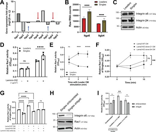 Singles activate Rac1 activity via binding of integrin α6β4 to leader-derived laminin-332. (A) Log2 fold change of integrin subunits expressed in leaders (L) and singles (S) within the RNA sequencing data. Positive values denote gene transcripts that were upregulated in singles relative to leaders. Red arrows highlight Itga6 and Itgb4 as being upregulated in singles and blue arrows highlight Itga3 and Itgb1 as being downregulated in singles. (B) RNA counts for Itga6 and Itgb4 in leaders and singles (n = 3). (C) Protein levels of integrin α6 and β4 in whole-cell lysates of leaders and singles. Actin was used as a loading control. (D) Relative Rac1 activity of leaders and singles upon direct interaction with 1 μg/cm2 laminin-332 for 5 min (n = 3). (E) Time course measurement of relative Rac1 activity in leaders and singles upon leader CM treatment (n = 3). (F) Time course measurement of relative Rac1 activity in singles upon treatment with CM from leaders Lama3 WT and two distinct leaders with Lama3 KO (clone C1 and clone D4) (n = 3). Statistical annotation only applies for the 10-min time points. (G) Relative Rac1 activity of singles upon treatment with Lama3 WT or Lama3 KO CM with a laminin-332 antibody (1:1,000 dilution) (n = 3). Laminin-332 antibody was mixed in with CM for 30 min prior to treatment. Rac1 activity of cells was measured after 5 min treatment with CM. (H) Protein levels of integrin α6 and total Rac1 upon Itga6 shRNA knockdown in singles. Actin was used as a loading control. (I) Relative Rac1 activity in singles with Itga6 shRNA knockdown (shItga6) upon treatment with CM from leaders Lama3 WT and leaders Lama3 KO. Rac1 activity was measured after 1 h treatment with CM (n = 3). For C–I, three biological replicates were performed. For all panels: mean ± SEM is shown. Unless noted, n.s., no significance, **P ≤ 0.01, ***P ≤ 0.001, ****P ≤ 0.0001. Source data are available for this figure: SourceData F5.