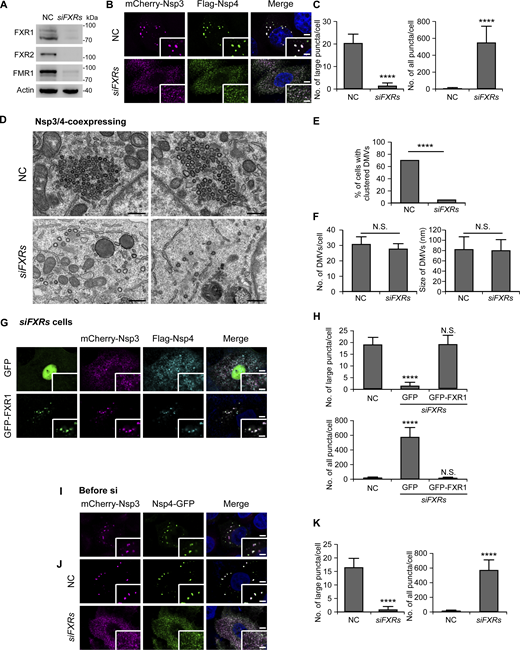 FXRs are essential for forming and maintaining gathered DMVs. (A) Western blotting shows the KD efficiency of siFXRs. (B and C) Fluorescence images reveal numerous small Nsp3/4+ puncta in cells after KD of all FXR genes, while a few big Nsp3/4+ puncta are formed in control cells (B). Numbers of large and all Nsp3/4+ puncta are shown as mean ± SD (NC, n = 30; siFXRs, n = 30) in C. ****, P < 0.0001. Bars: 5 μm; insets, 2 μm. (D–F) TEM images show that dispersed DMVs are observed in siFXRs cells, while clustered DMVs are present in NC-treated cells (D). Percentages of cells with clustered DMVs (at least five DMVs gathering together) are quantified in E, and numbers and sizes of DMVs are shown as mean ± SD in F (NC, n = 85; siFXRs, n = 99). ****, P < 0.0001; N.S., not significant. Bars: 500 nm. (G and H) Re-expressing RNAi-resistant GFP-FXR1, but not GFP, induces big Nsp3/4+ puncta in siFXRs cells (G). Numbers of large and all Nsp3/4+ puncta are shown as mean ± SD (NC, n = 30; GFP, n = 25; GFP-FXR1, n = 27) (H). ****, P < 0.0001; N.S., not significant. Bars: 5 μm; insets, 2 μm. (I–K) Big Nsp3/4+ puncta are formed in cells coexpresssing mCherry-Nsp3 and Nsp4-GFP for 2 days (I). When the cells are treated with NC or siFXRs, big Nsp3/4+ puncta remain present in NC cells while a large number of Nsp3/4+ dots are induced after KD of FXRs (J). Numbers of large and all Nsp3/4+ puncta are shown as mean ± SD (NC, n = 34; siFXRs, n = 41) (K). ****, P < 0.0001. Bar: 5 μm; insets, 2 μm. Source data are available for this figure: SourceData F2. Refer to the image caption for details.