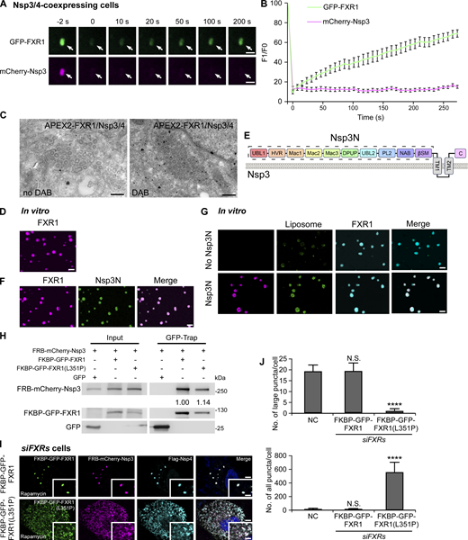LLPS of FXR1 drives DMV clustering. (A and B) FRAP results in cells show that after photobleaching the whole punctum (arrows), most of the fluorescent signal of GFP-FXR1 recovers, while the mCherry-Nsp3 signal fails to recover (A). Quantification data are presented as mean ± SEM (n = 12) in B. Bars: 2 μm. (C) APEX2-FXR1 signal is detected surrounding clustered DMVs in cells. Bars: 500 nm. (D) FXR1 undergoes LLPS in vitro. Bar: 5 μm. (E) The schematic shows the domain organization of Nsp3. Nsp3N is indicated by the dashed box. (F) Nsp3N partitions into FXR1 liquid droplets in vitro. Bar: 5 μm. (G) Top row: In the absence of Nsp3N, FXR1 droplets (cyan) are associated with a few liposomes (green) in vitro. Bottom row: FXR1 droplets capture high levels of Nsp3N-decorated liposomes. Bars: 5 μm. (H) In a GFP-Trap assay, FKBP-GFP-FXR1(L351P) immunoprecipitates comparable levels of FRB-mCherry-Nsp3 as WT proteins treated with 1.5 μM rapamycin. Quantifications of levels of Nsp3 (normalized by FXR1 levels) are shown. (I and J) Re-expressing RNAi-resistant FKBP-GFP-FXR1, but not FKBP-GFP-FXR1(L351P), induces big Nsp3/4+ puncta in siFXRs cells (I). Numbers of large and all Nsp3/4+ puncta are shown as mean ± SD (NC, n = 18; FKBP-GFP-FXR1, n = 18; FKBP-GFP-FXR1(L351P), n = 12) (J). ****, P <0.0001; N.S., not significant. Bars: 5 μm; insets, 2 μm. Source data are available for this figure: SourceData F3.
