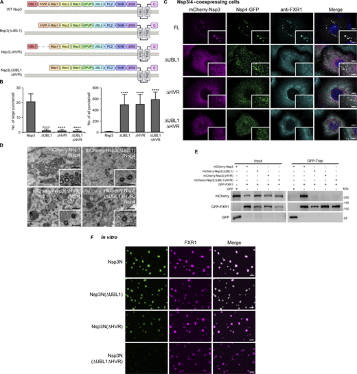 DMV clustering depends on the UBL1 and HVR domains in Nsp3. (A) The schematic shows the domain organization of Nsp3 deletion mutants. (B and C) Cells with coexpression of mCherry-Nsp3(ΔUBL1), Nsp3(ΔHVR), or Nsp3(ΔUBL1ΔHVR) and Nsp4-GFP contain a large number of small Nsp3/4+ puncta that fail to colocalize with endogenous FXR1, while full-length mCherry-Nsp3 forms big puncta with Nsp4, which colocalize well with FXR1 foci (C). Numbers of DMVs are shown as mean ± SD (mCherry-Nsp3, n = 33; mCherry-Nsp3(ΔUBL1), n = 22; mCherry-Nsp3(ΔHVR), n = 30; mCherry-Nsp3(ΔUBL1ΔHVR), n = 41) (B). ****, P < 0.0001. Bars: 5 μm; insets, 2 μm. (D) TEM images show that coexpressing Nsp3(ΔUBL1), Nsp3(ΔHVR), or Nsp3(ΔUBL1ΔHVR) with Nsp4 induces DMV dispersion throughout the cytoplasm, while clustered DMVs are present in cells expressing full-length (FL) Nsp3 and Nsp4. Bars: 500 nm; insets, 200 nm. (E) In a GFP-Trap assay, GFP-FXR1 immunoprecipitates full-length mCherry-Nsp3, but not mCherry-Nsp3(ΔUBL1), mCherry-Nsp3(ΔHVR), or mCherry-Nsp3(ΔUBL1ΔHVR). (F) Deleting either the UBL1 or HVR domain of Nsp3N slightly reduces the entry of Nsp3 into FXR1 condensates, while deleting both domains completely eliminates Nsp3 from FXR1 droplets. Bars: 5 μm. Source data are available for this figure: SourceData F4.