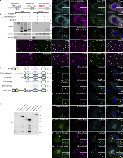 Both the UBL1 and HVR domains of Nsp3 are required for recruitment of FXRs, related toFigs. 5 and 6. (A) The schematic shows the domain organization of the truncated forms of Nsp3. (B) In a Myc-Trap assay, mCherry-Nsp3(UBL1+C) or mCherry-Nsp3(HVR+C) is marginally precipitated by Myc-FXR1. Myc-FXR1 pulls down similar levels of mCherry-Nsp3(UBL1+HVR+C) as WT mCherry-Nsp3. (C and D) Cells coexpressing mCherry-Nsp3(UBL1+C) or mCherry-Nsp3(HVR+C) with Nsp4-GFP contain numerous tiny Nsp3/4+ puncta that do not colocalize with endogenous FXR1 (C). FXR1+ puncta colocalize well with mCherry-Nsp3(UBL1+HVR+C)/Nsp4-GFP double-positive dots (D). Bars: 5 μm; insets, 2 μm. (E) The UBL1 or HVR domain of Nsp3 enters into FXR1 droplets at a lower level than Nsp3N. A fragment containing both HVR and UBL1 domains strongly segregates into FXR1 phases. Bars: 5 μm. (F) The schematic shows full-length FXR1 and mutants with deletions of different domains. (G–M) Full-length FXR1 (G), GFP-FXR1(ΔAL1ΔAL2) (H), GFP-FXR1(KH1-C) (I), GFP-FXR1(KH2-C) (J), and GFP-FXR1 (ΔKH2) (L) all show similar colocalization with Nsp3/4+ puncta, while GFP-FXR1(IDR1-C) (K) or GFP-FXR1 (ΔNIR) (M) fails to be recruited to Nsp3/4+ foci. Images are representative of at least 10 cells. Bars: 5 μm; insets, 2 μm. (N) Full-length FXR1, GFP-FXR1(ΔAL1ΔAL2), GFP-FXR1(KH1-C), GFP-FXR1(KH2-C), GFP-FXR1(IDR1-C), GFP-FXR1 (ΔKH2), and GFP-FXR1(ΔNIR) express well in cells. Source data are available for this figure: SourceData FS4.