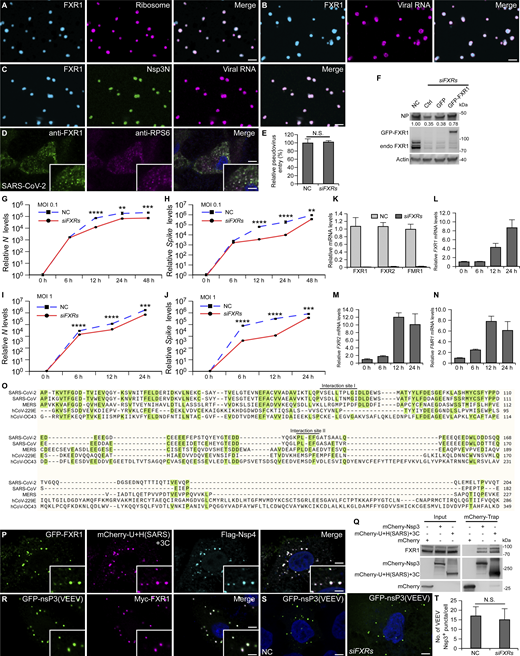 FXR1 droplets recruit translation factors and are important for viral proliferation, related toFigs. 6 and 7. (A) Ribosomes (magenta) partition into FXR1 liquid droplets (cyan). Bar: 5 μm. (B) Viral RNA (magenta) partitions into FXR1 liquid droplets (cyan). Bar: 5 μm. (C) Nsp3N (green) and viral RNA (magenta) partition into FXR1 liquid droplets (cyan). Bar: 5 μm. (D) Immunostaining with anti-RPS6 shows that ribosome component RPS6 is detected at FXR1 and dsRNA double-positive punctate structures 24 h after SARS-CoV-2 infection with MOI = 1. Images are representative of at least 10 cells. Bar: 5 μm; inset, 2 μm. (E) Control cells (NC) and siFXRs cells were infected with SARS-CoV-2-Spike–packaged pseudoviruses expressing luciferase. The pseudovirus entry efficiency is presented as luciferase activity normalized relative to control levels. N.S., not significant. (F) Compared with FXRs KD cells, reintroducing RNAi-resistant FXR1 significantly increases NP levels after SARS-CoV-2 infection with MOI = 0.5 for 24 h. Quantifications of levels of NP (normalized by Actin levels) are shown. (G–J) Compared with control cells (NC), viral N (G and I) and Spike (H and J) RNA levels are significantly decreased in FXRs KD cells after SARS-CoV-2 infection with MOI = 0.1 (G and H) or MOI = 1 (I and J). Quantitative data are presented as mean ± SD (n = 3). **, P < 0.01; ***, P < 0.001; ****, P < 0.0001. (K)FXR1, FXR2, and FMR1 mRNA levels are efficiently depleted by siFXRs. Quantitative data are presented as mean ± SD (n = 3). (L–N) Transcription levels of FXR1 (L), FXR2 (M), and FMR1 (N) are dramatically increased upon SARS-CoV-2 infection with MOI = 1. (O) Amino acid alignment of the UBL1 and HVR domains of Nsp3 from SARS-CoV-2, SARS-CoV, MERS, hCoV-229E, and hCoV-OC43. The alignment was generated using SnapGene. Identical residues are indicated with green boxes. The black lines above the SARS-CoV-2 Nsp3 sequence show the two FXR1 interaction regions. (P) GFP-FXR1 colocalizes well with Nsp3/4+ puncta in cells coexpressing mCherry-U+H(SARS)+3C with Flag-Nsp4 (cyan). Images are representative of at least 10 cells. Bar: 5 μm; inset, 2 μm. (Q) In an mCherry-Trap assay, levels of endogenous FXR1 immunoprecipitated by mCherry-U+H(SARS)+3C are comparable with those precipitated by mCherry-Nsp3. (R) Myc-FXR1 (magenta) puncta colocalize well with GFP-nsP3(VEEV) foci. Images are representative of at least 10 cells. Bar: 5 μm; inset, 2 μm. (S and T) Formation of GFP-nsP3(VEEV) foci is comparable in NC and siFXRs-treated cells (S). Images are representative of at least 10 cells. Quantitative data are presented as mean ± SD (NC, n = 32; siFXRs, n = 43) (T). Bars: 5 μm. Source data are available for this figure: SourceData FS5.