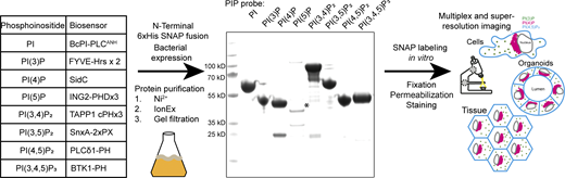 Scheme for the generation of recombinant biosensors for detection of phosphoinositides in fixed and permeabilized cells. Left: Table of biosensors used for the detection of each phosphoinositide. Middle: Coomassie stained gel of purified probes after a three-step purification from E. coli. The asterisk denotes the soluble fraction of the PI(5)P biosensor, which is only stable at low concentrations. Source data are available for this figure: SourceData F1.